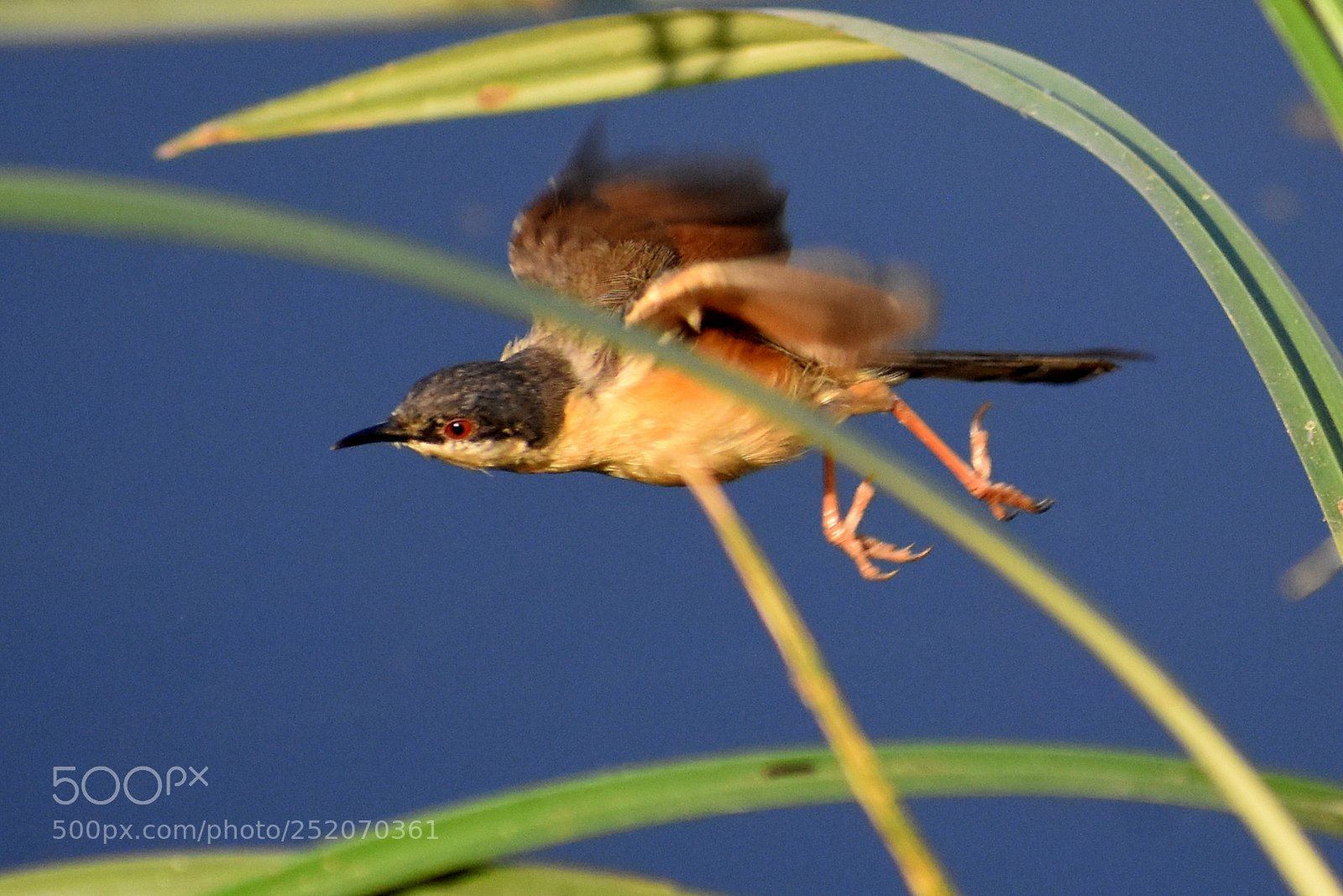 Nikon D7200 sample photo. Tailor bird photography