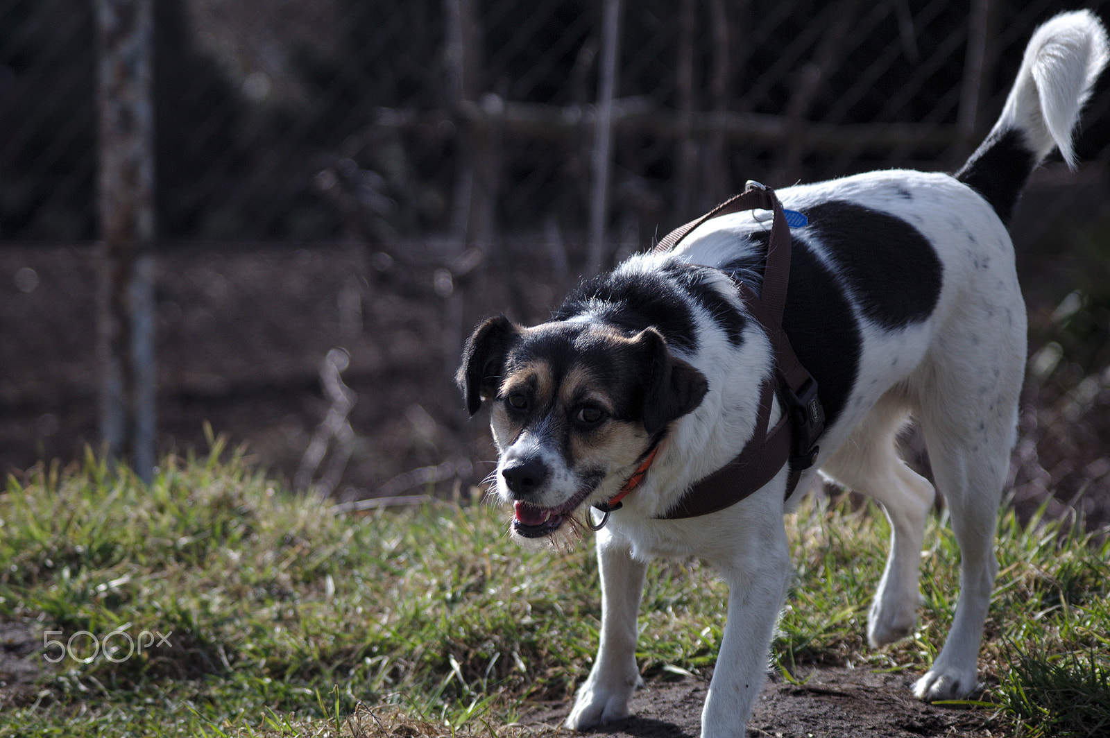 Canon EF 100-300mm f/5.6 sample photo. Img photography