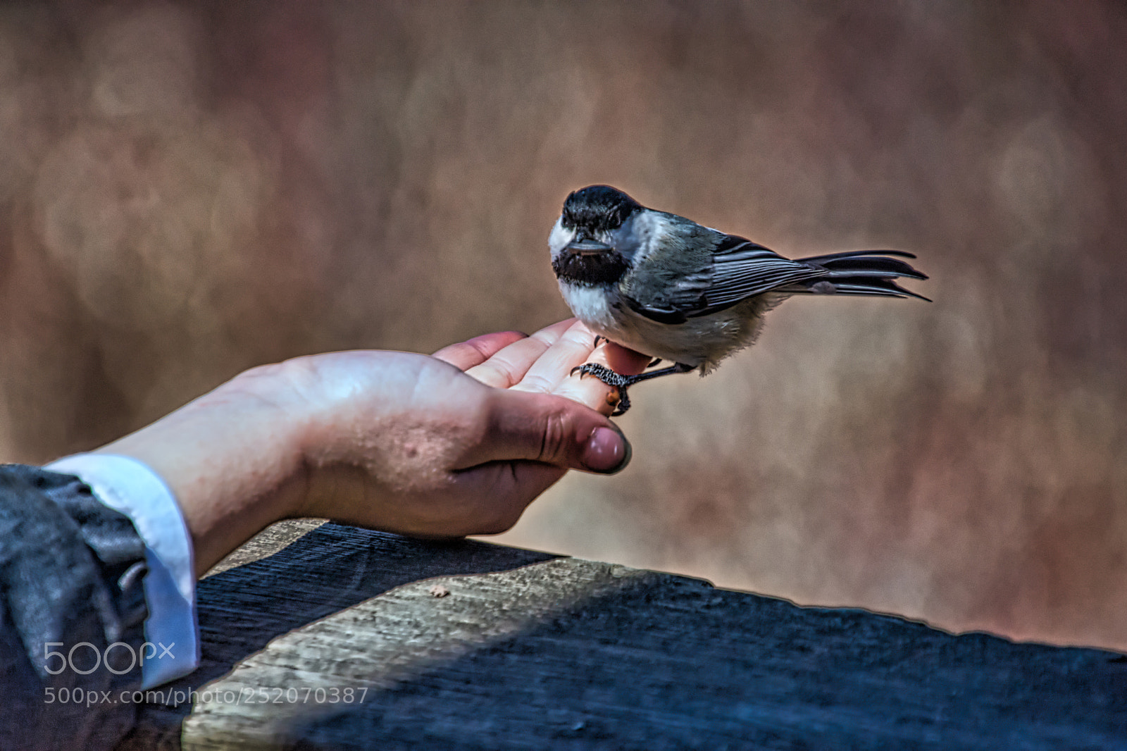 Nikon D7200 sample photo. The hand that feeds photography