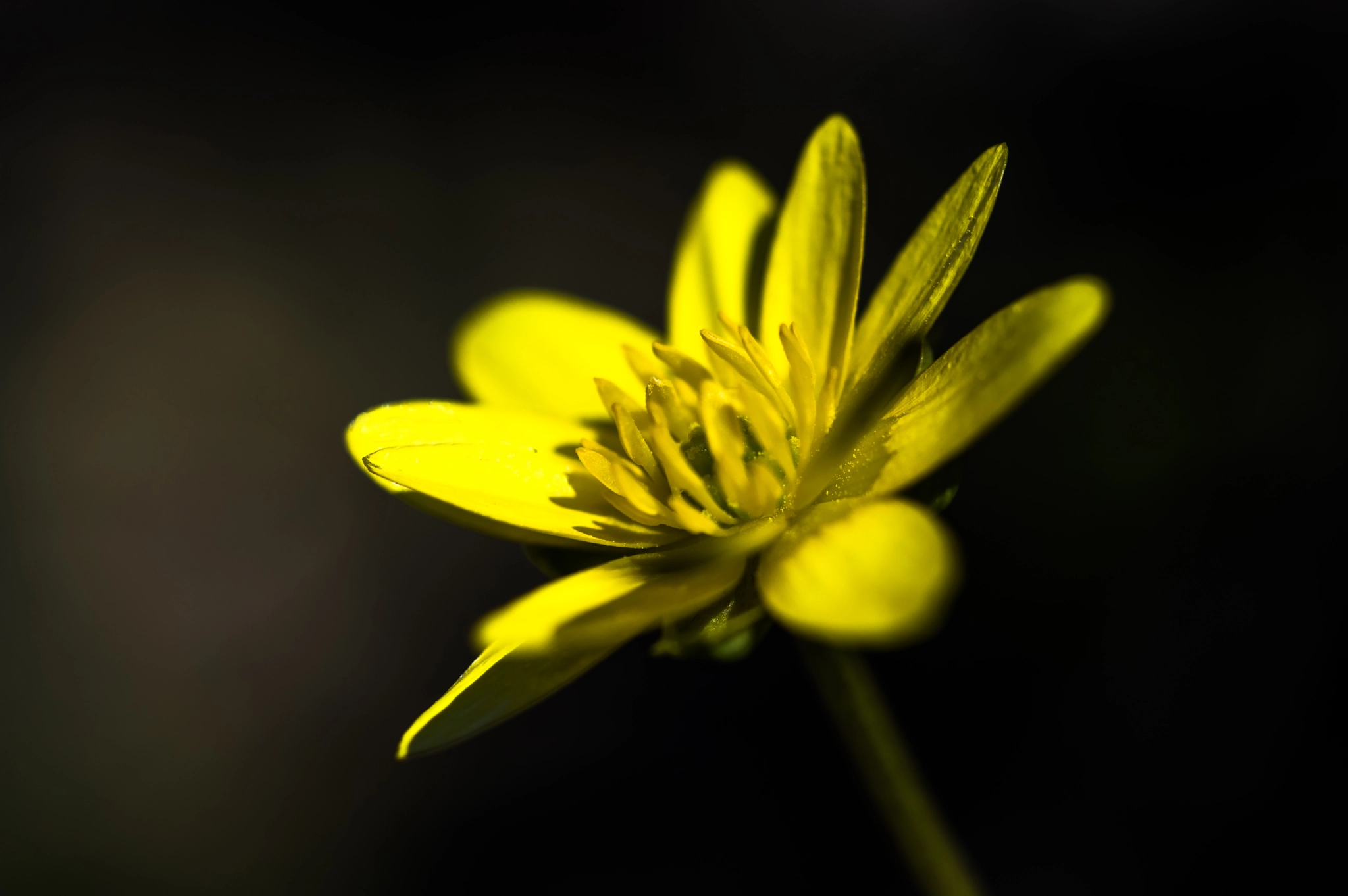 Pentax KP sample photo. Kissed by the sun photography