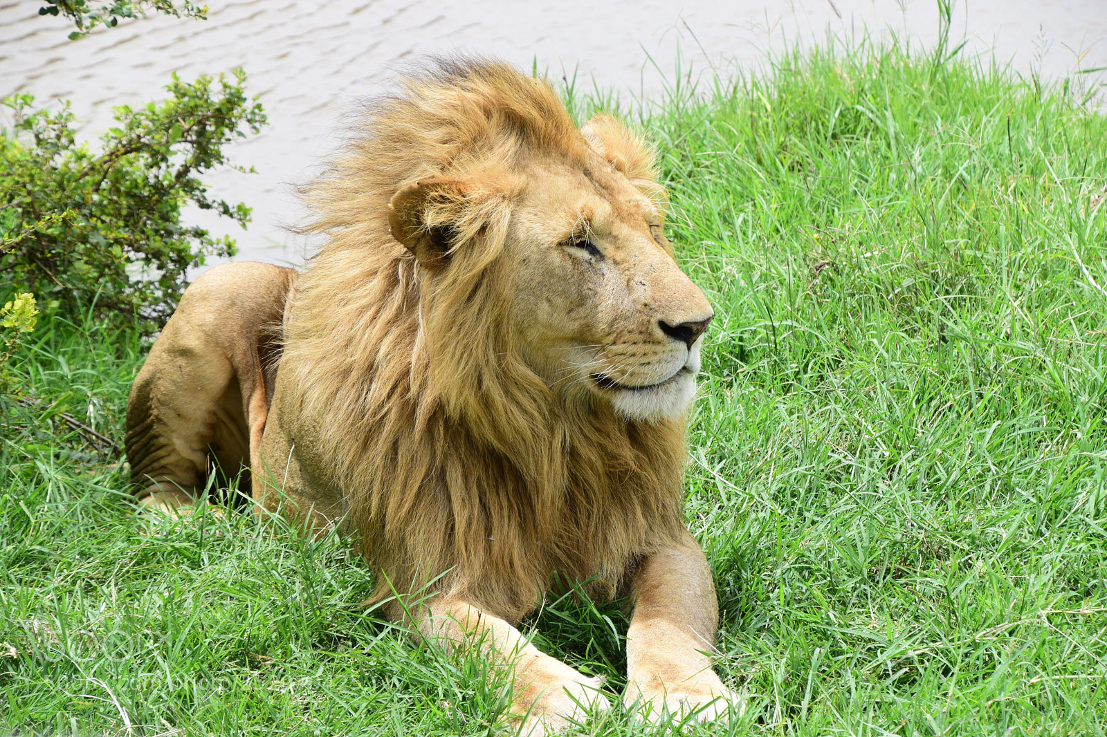 Nikon D5300 sample photo. The lion king photography