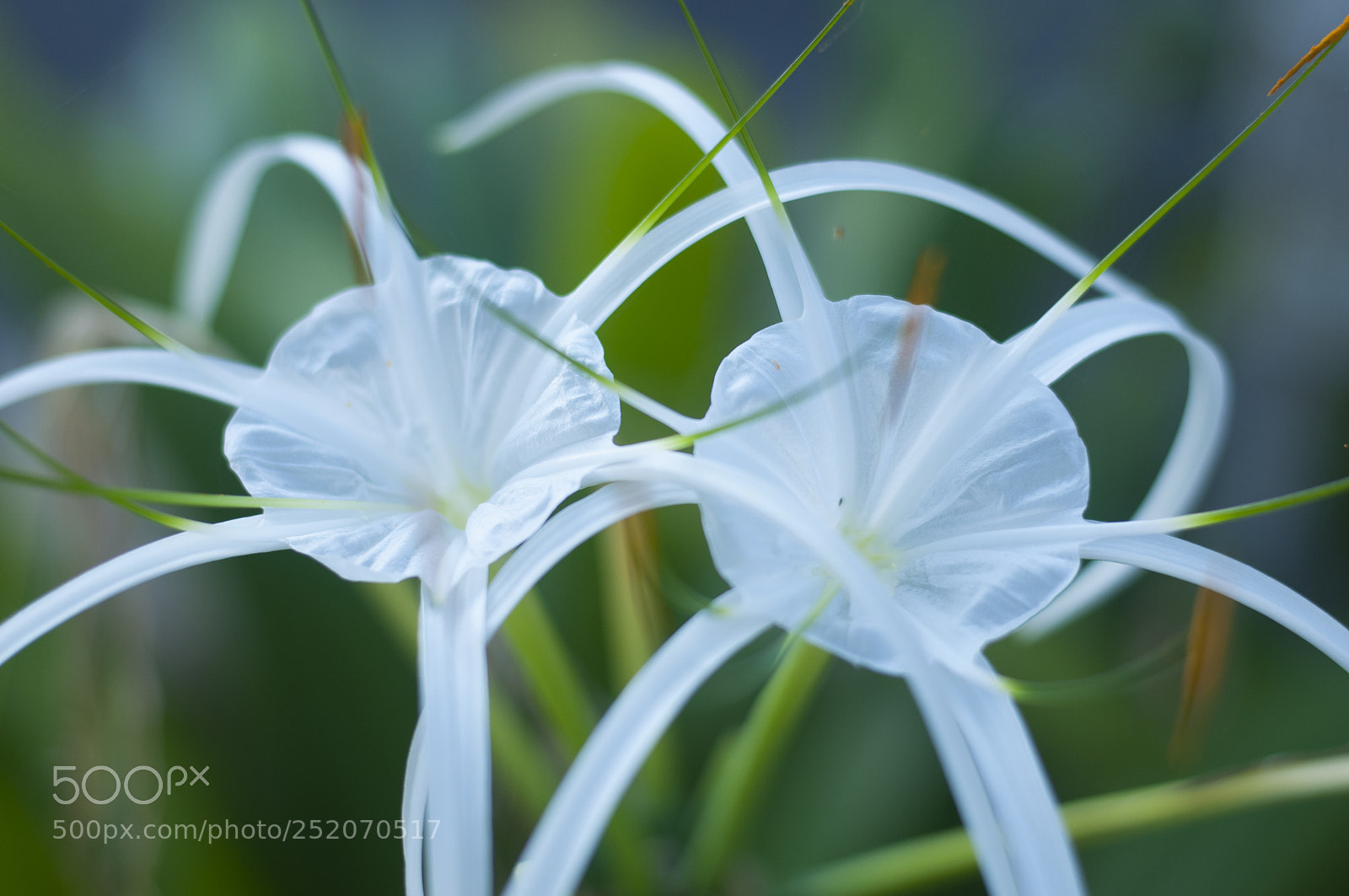 Nikon D90 sample photo. Spider lily photography