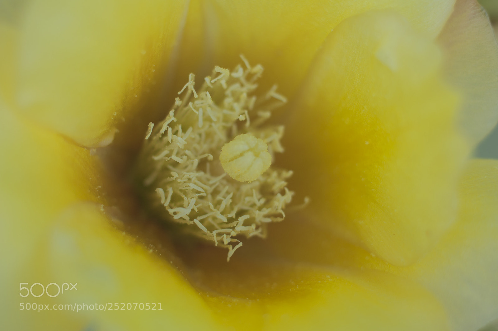 Nikon D90 sample photo. Yellowcactusflower photography