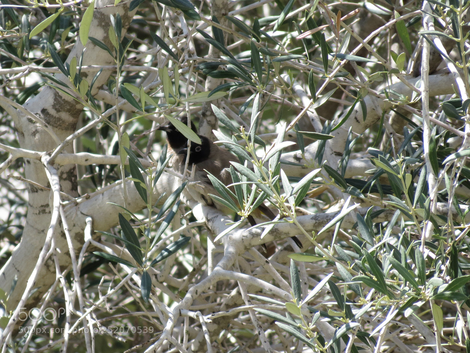 Canon PowerShot SX40 HS sample photo. Two birds photography