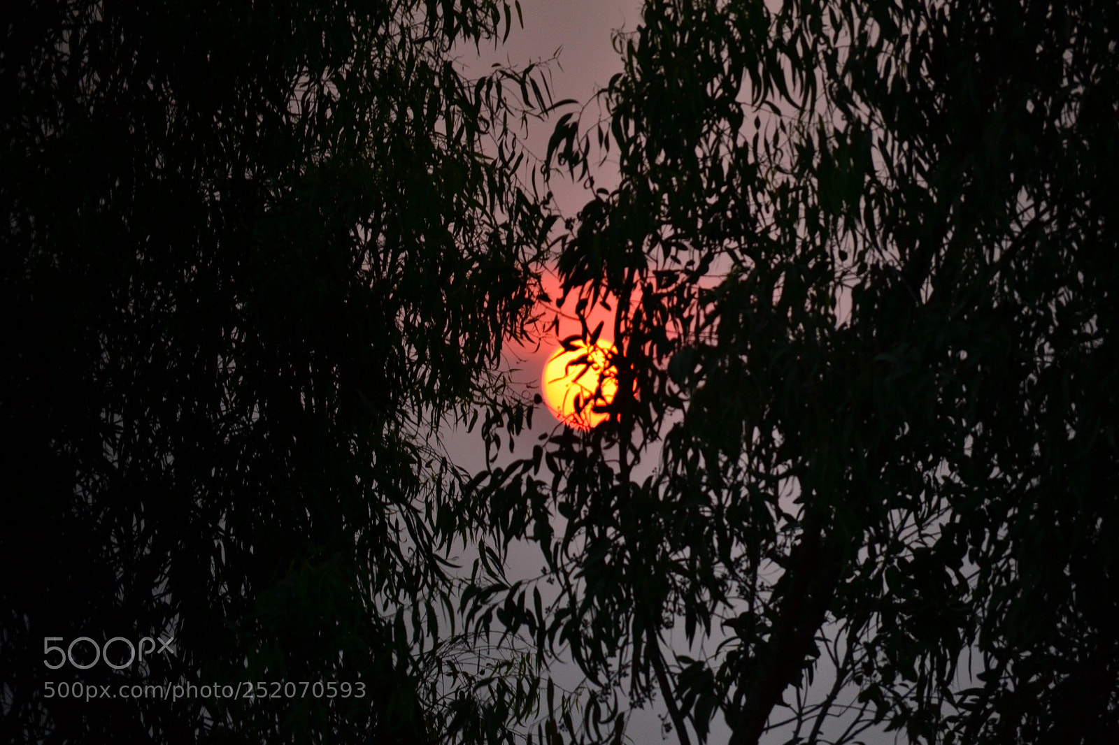 Nikon D3100 sample photo. A random sunset photography