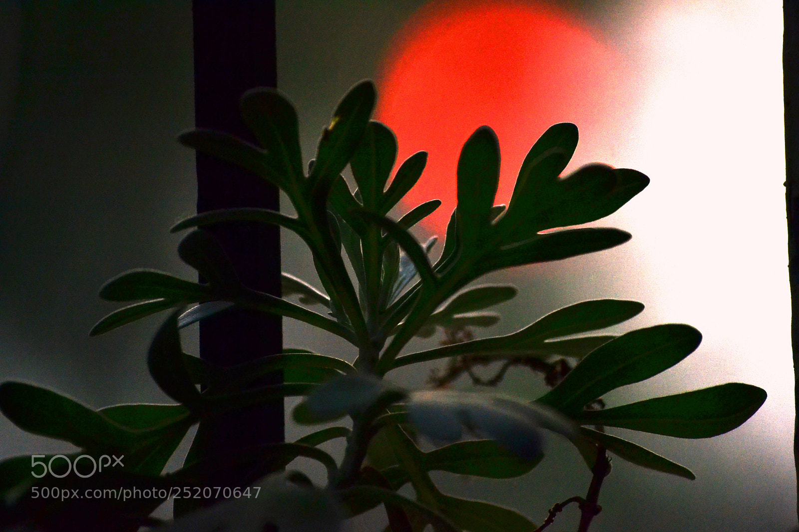 Nikon D3100 sample photo. A random sunset photography