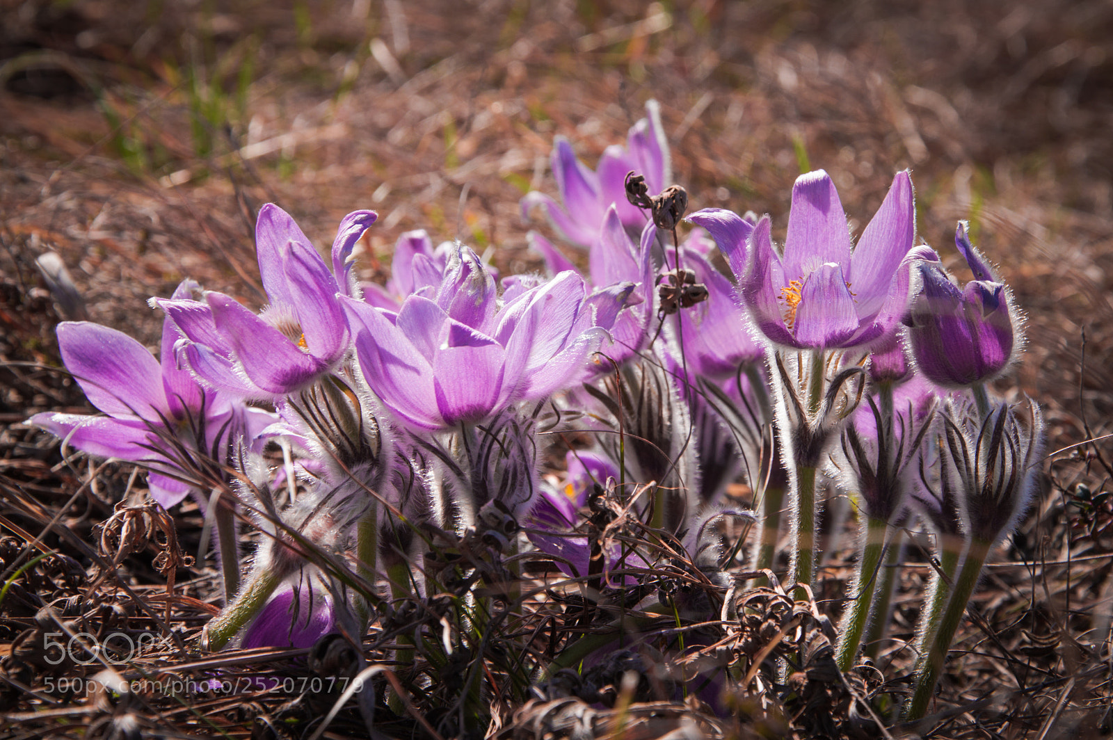 Nikon D3200 sample photo. Flowes photography
