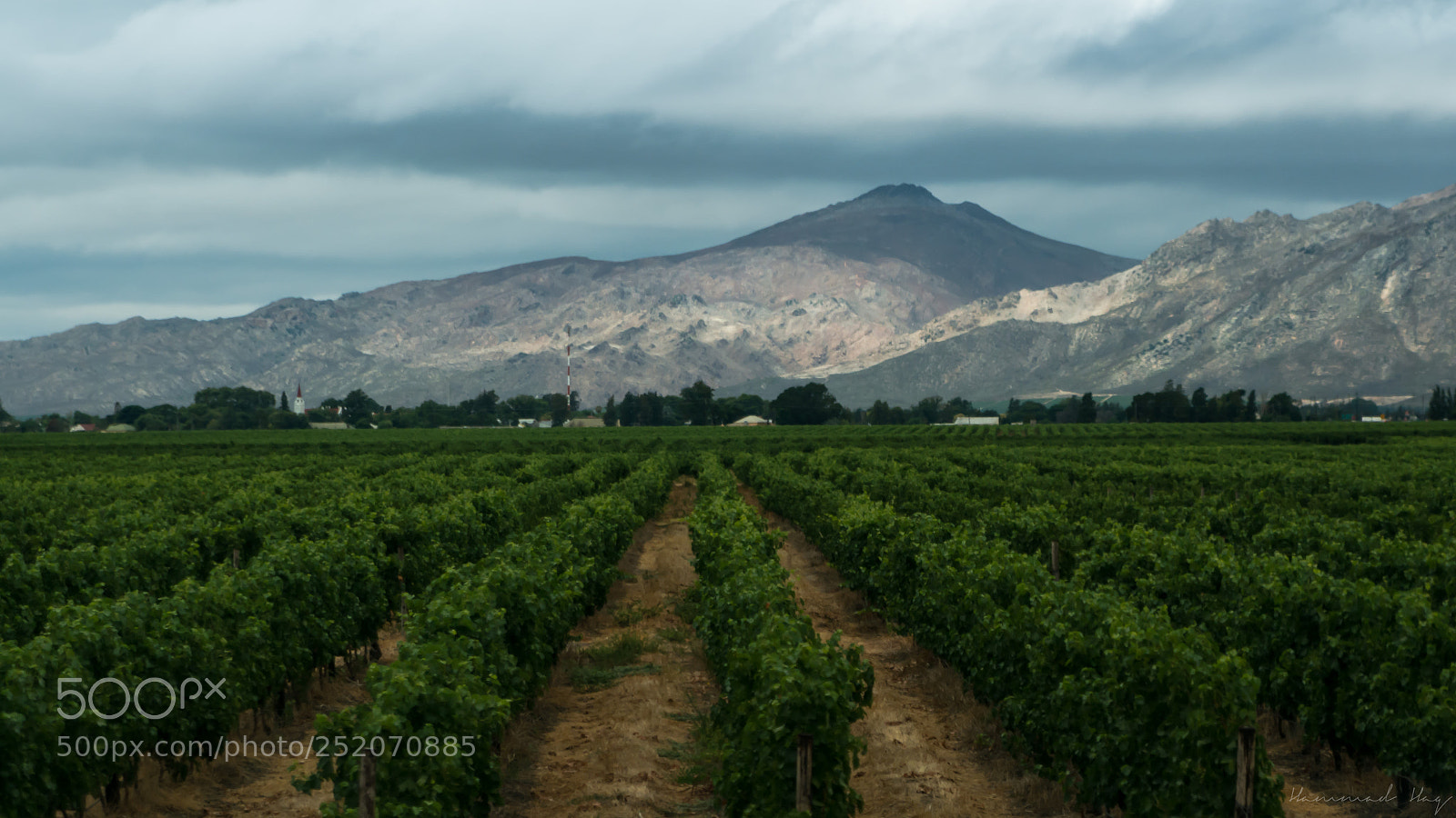 Nikon D7100 sample photo. Wineyards of peace photography