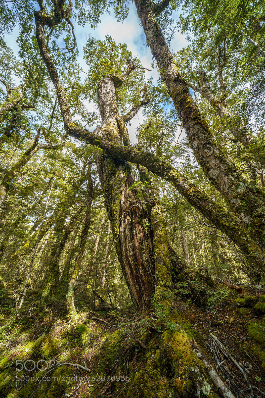 Sony a9 sample photo. Huge kahikatea photography