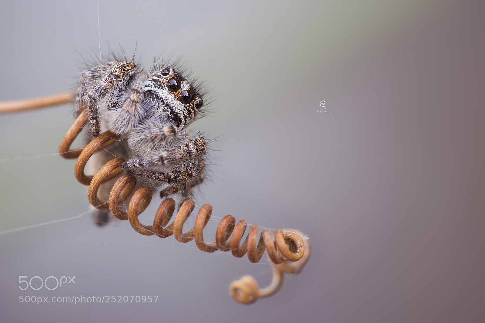 Canon EOS 700D (EOS Rebel T5i / EOS Kiss X7i) sample photo. Philaeus chrysops su viticcio photography