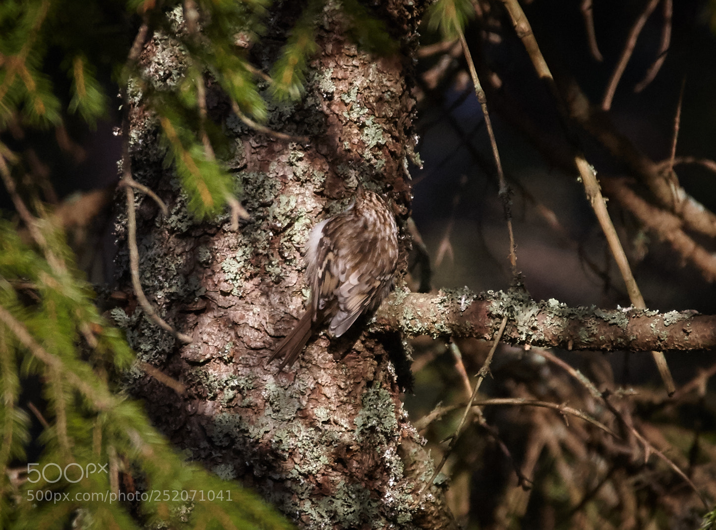 Canon EOS-1D Mark III sample photo. Tree creeper photography