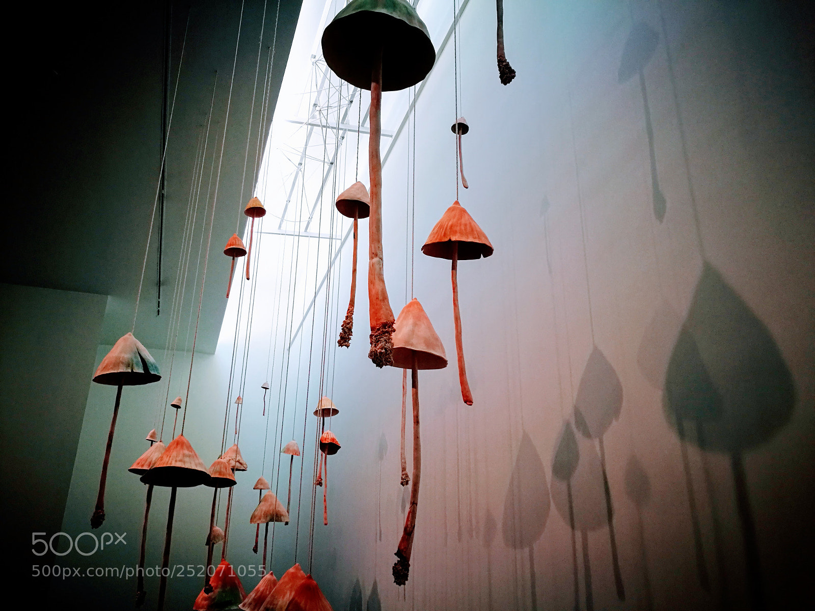 HUAWEI P9 sample photo. Mushrooms photography
