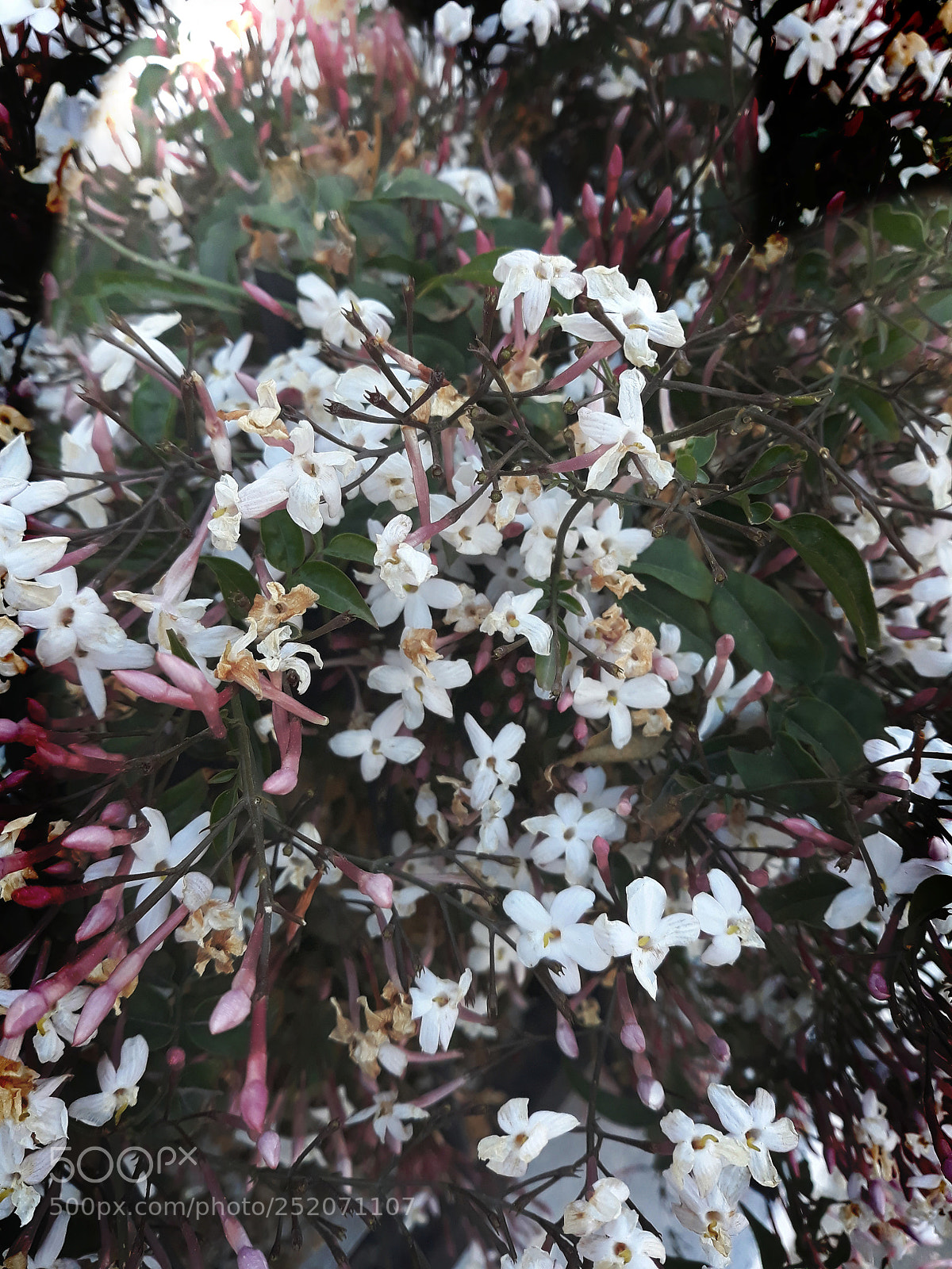 Samsung Galaxy J5 sample photo. Untitled photography