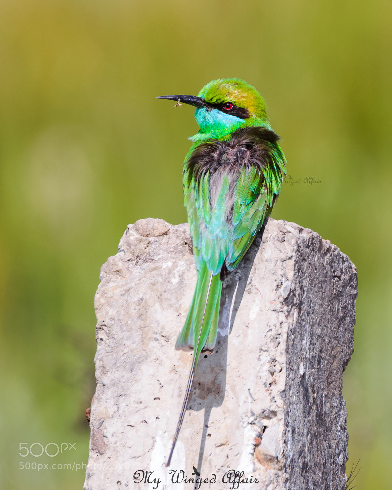 Nikon D610 sample photo. Green bee eater photography