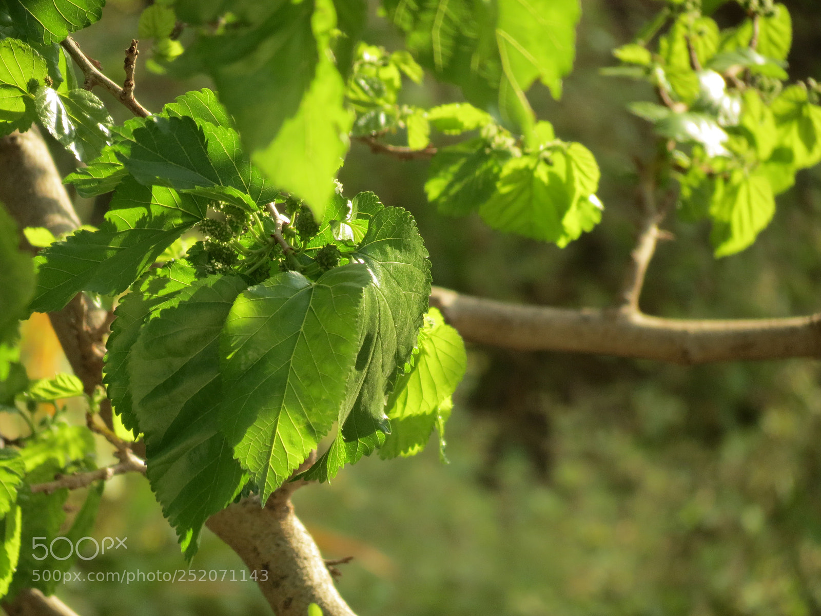 Canon PowerShot SX40 HS sample photo. Mulberry photography