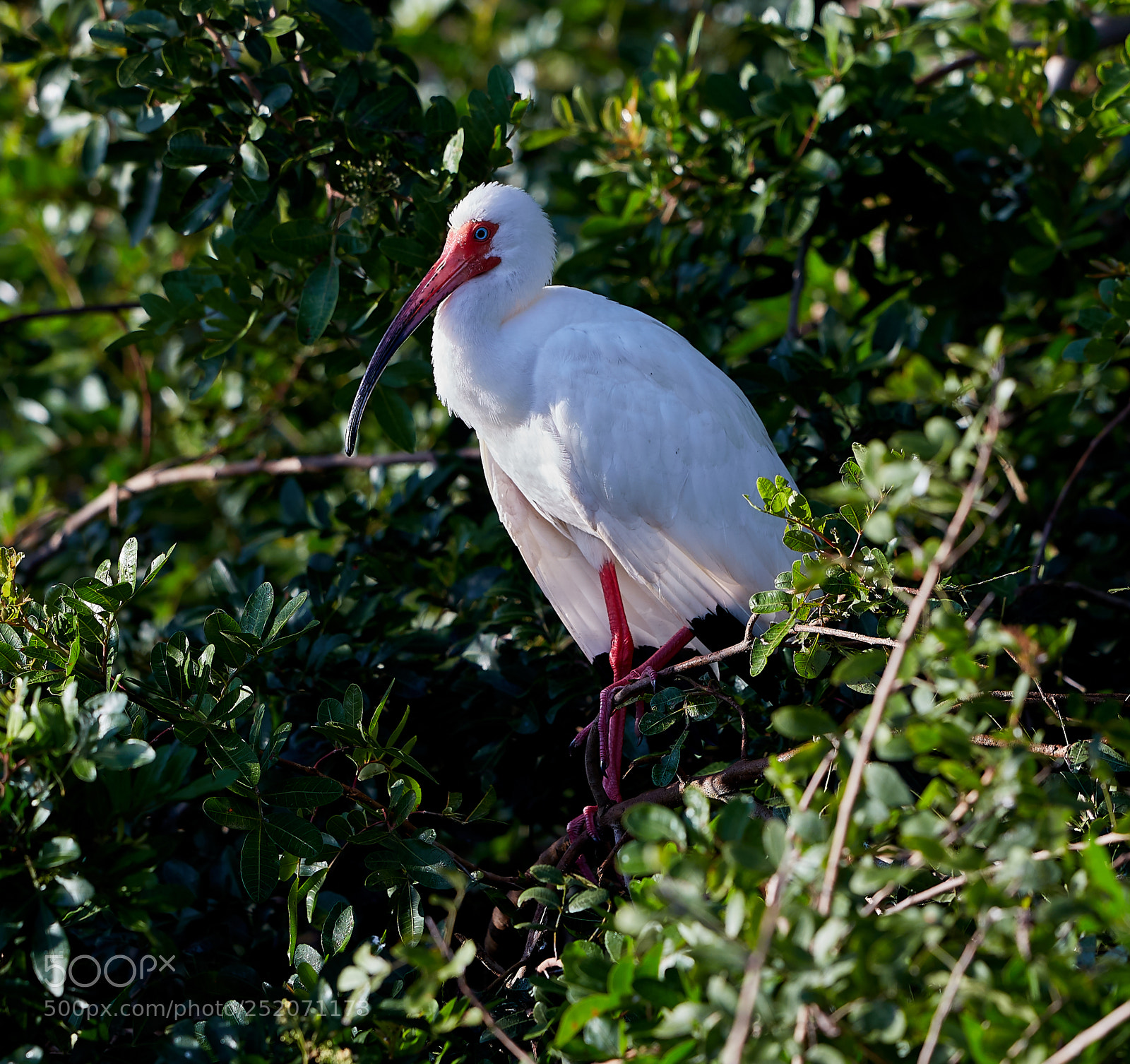 Canon EOS 5DS R sample photo. 04-03-18-0010463.jpg photography