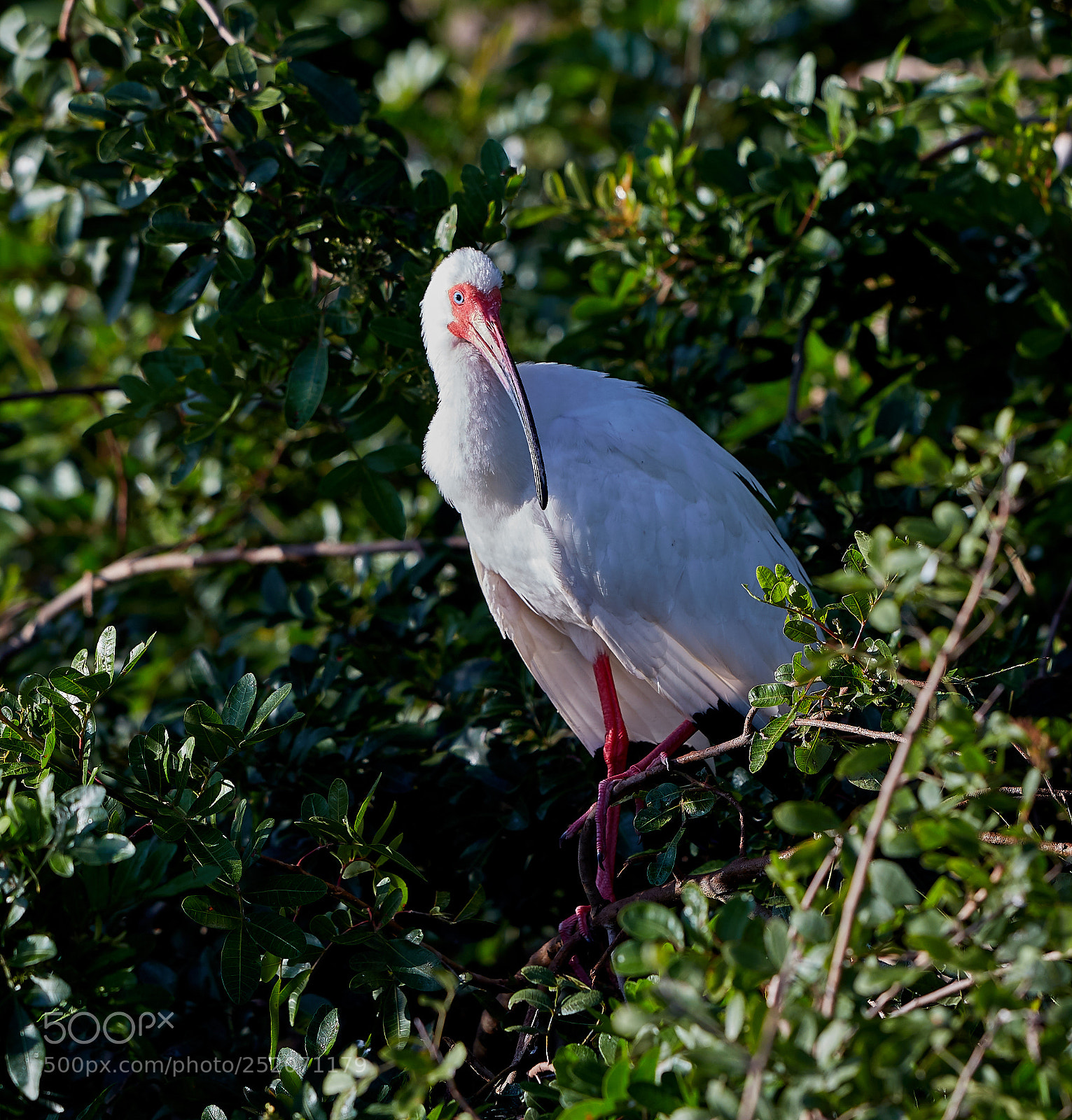 Canon EOS 5DS R sample photo. 04-03-18-0010458.jpg photography