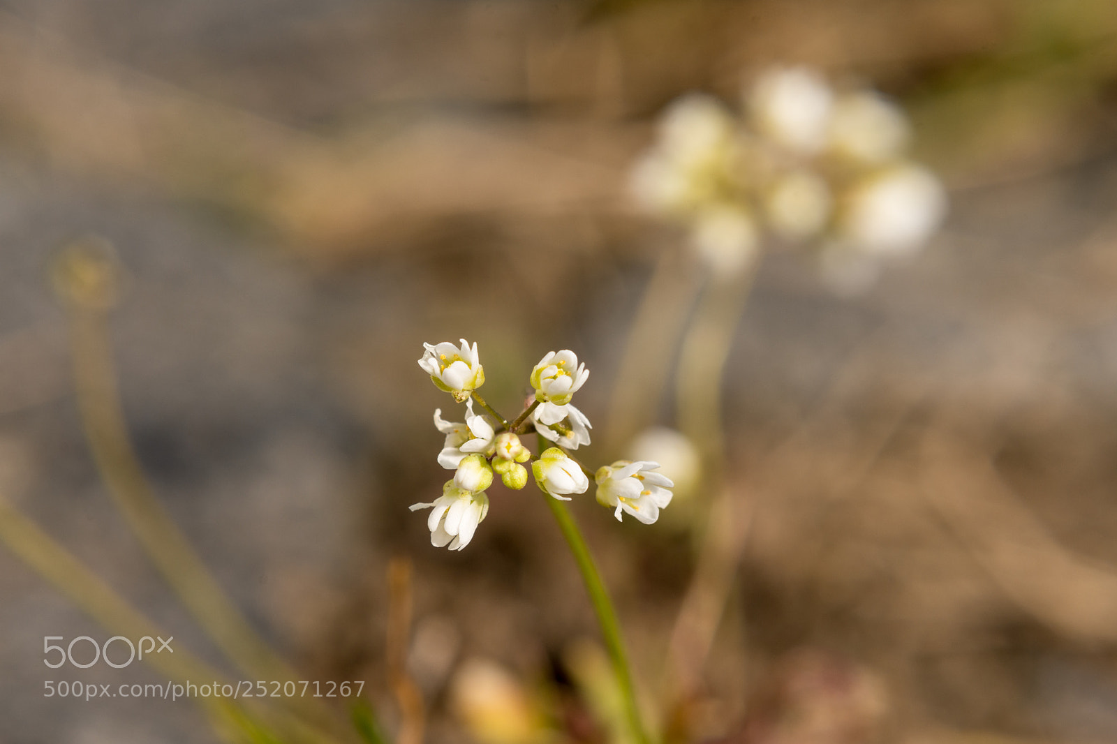 Nikon D7200 sample photo. Draba verna photography