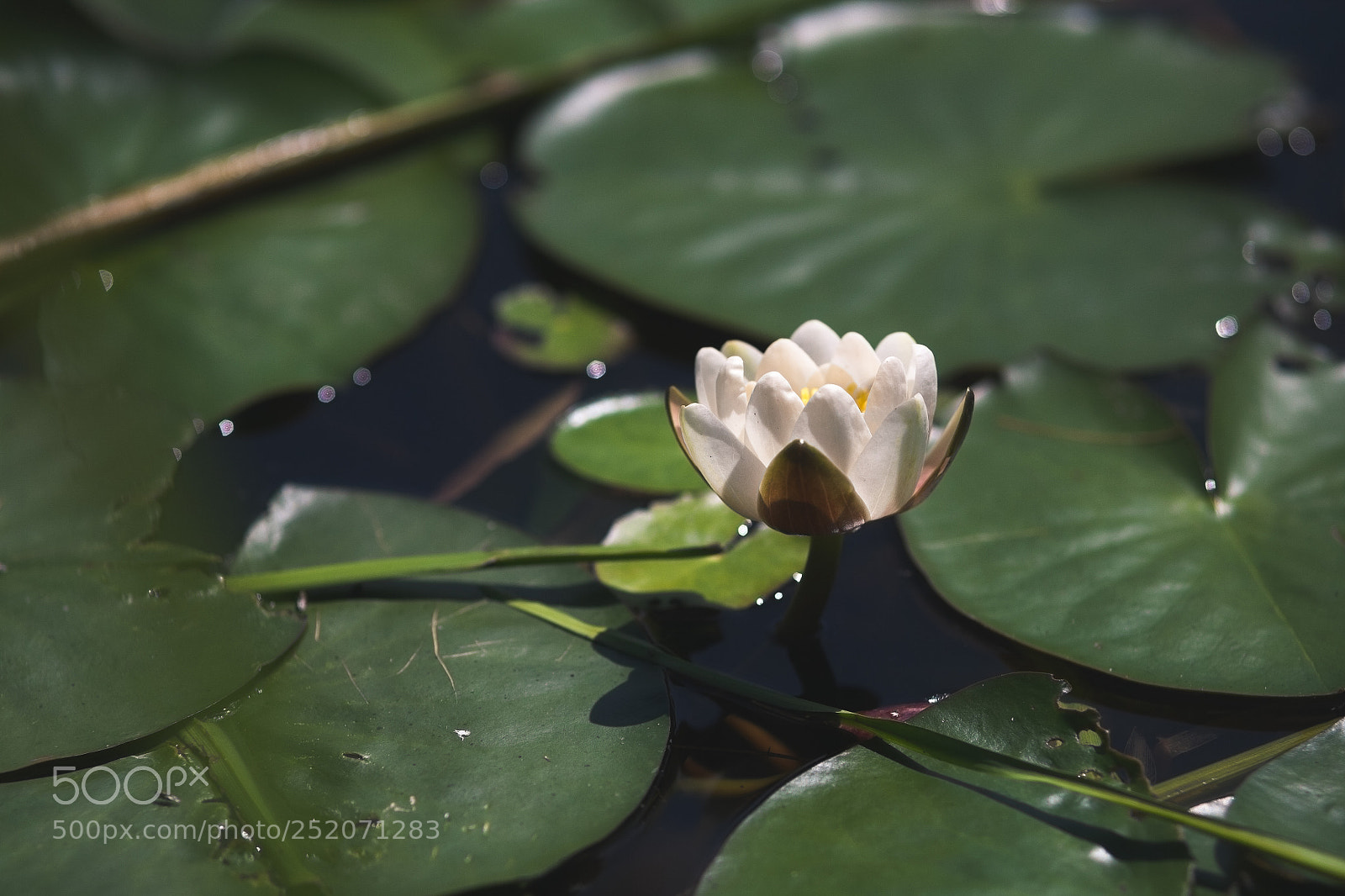 Canon EOS 5D sample photo. ~ photography