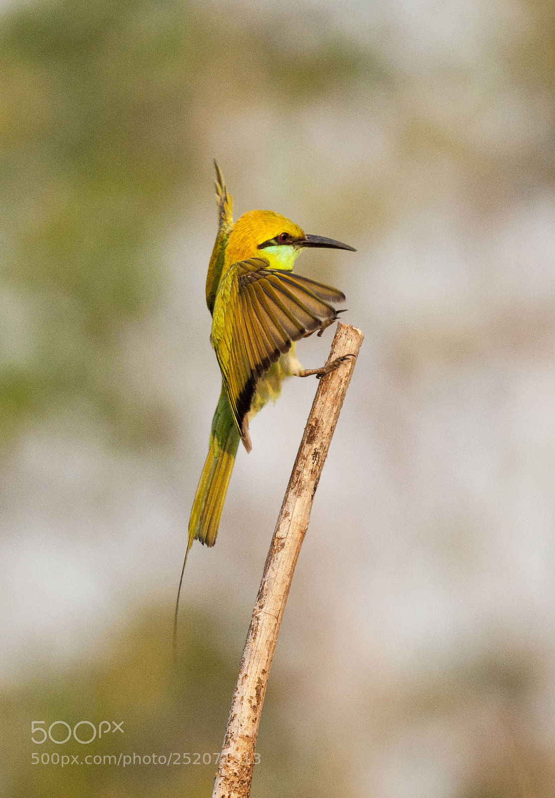 Nikon D90 sample photo. Green bee eater bird photography