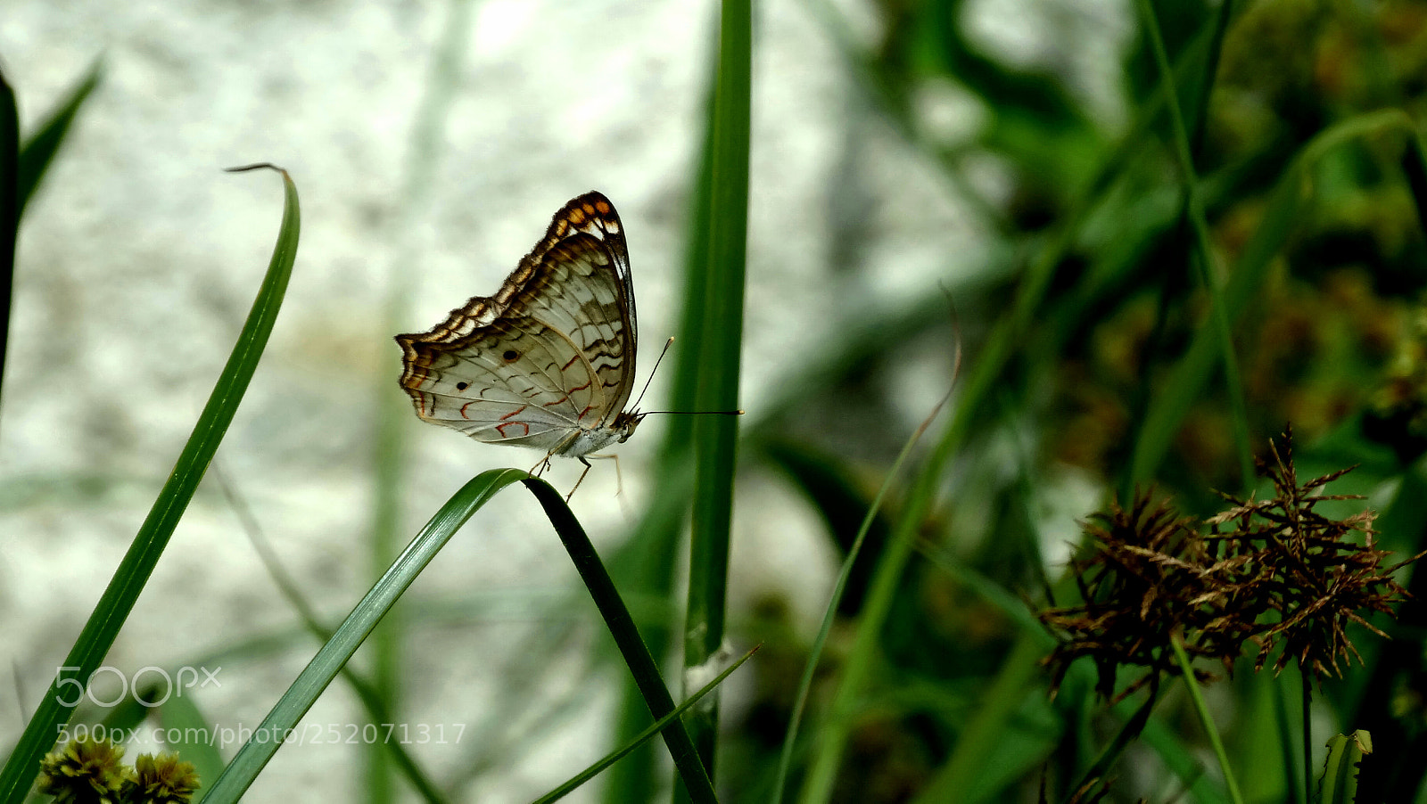 Sony Cyber-shot DSC-HX300 sample photo. Spring fly photography