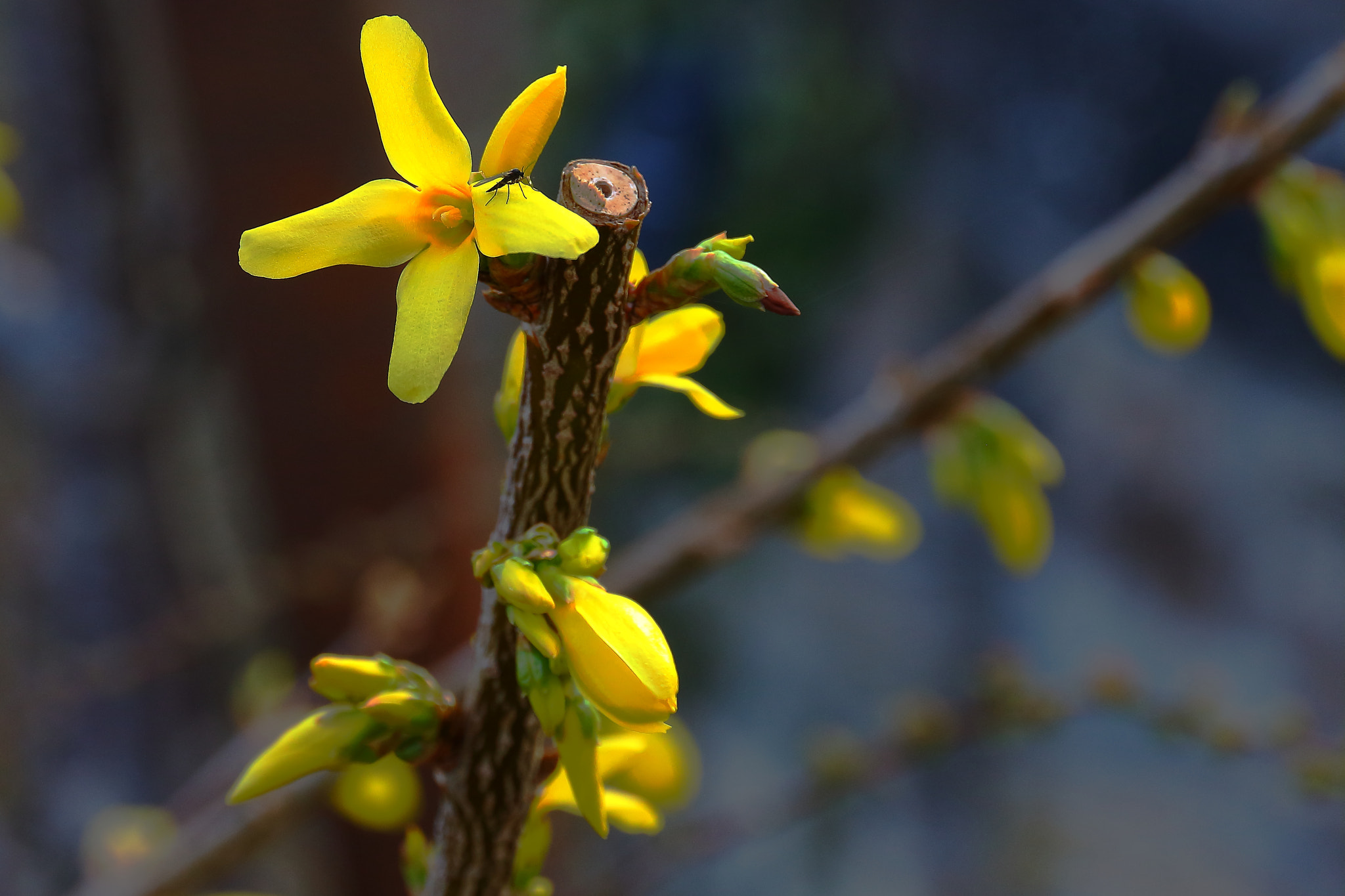 Canon EOS 7D Mark II sample photo. Yellow spring photography