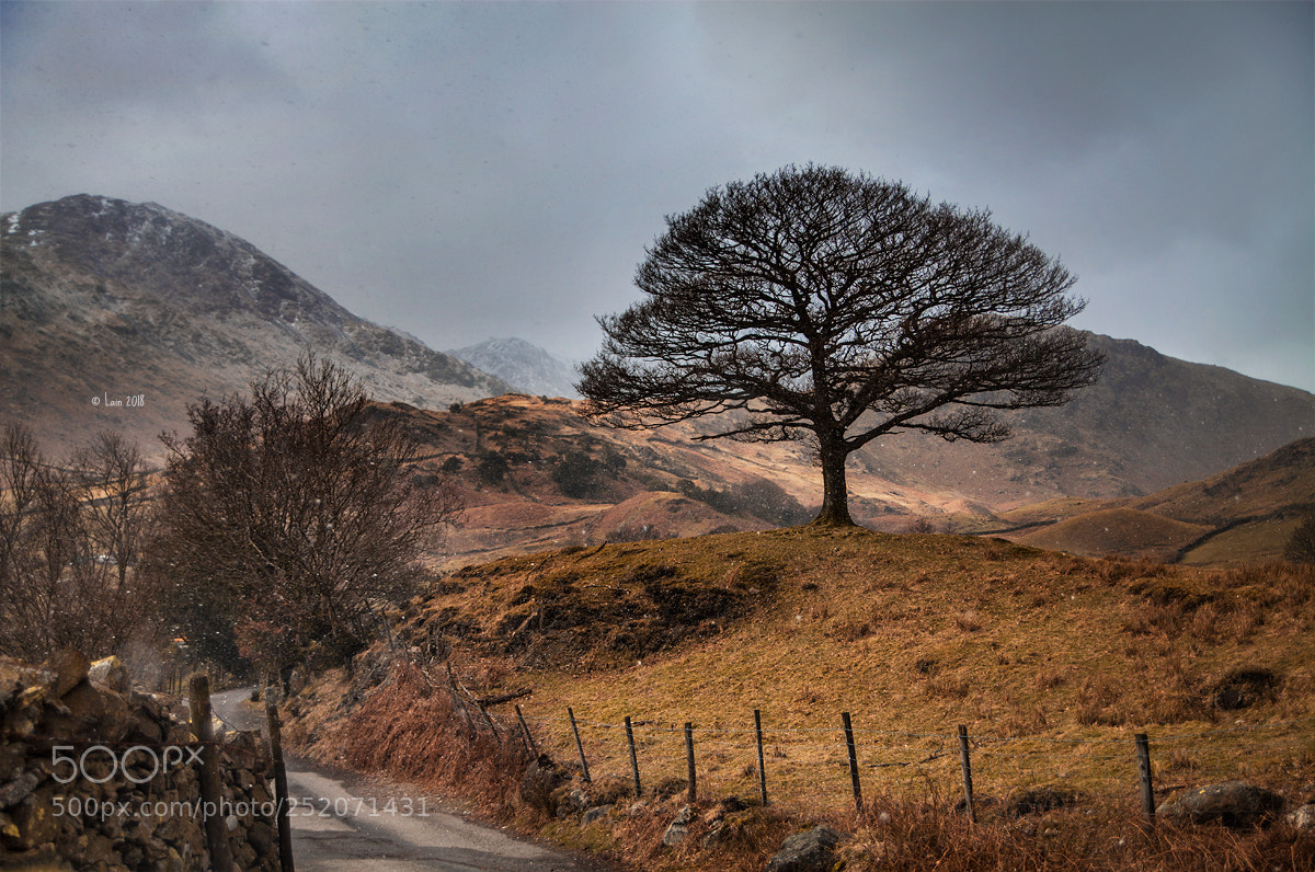 Canon EOS 5D Mark II sample photo. The tree photography