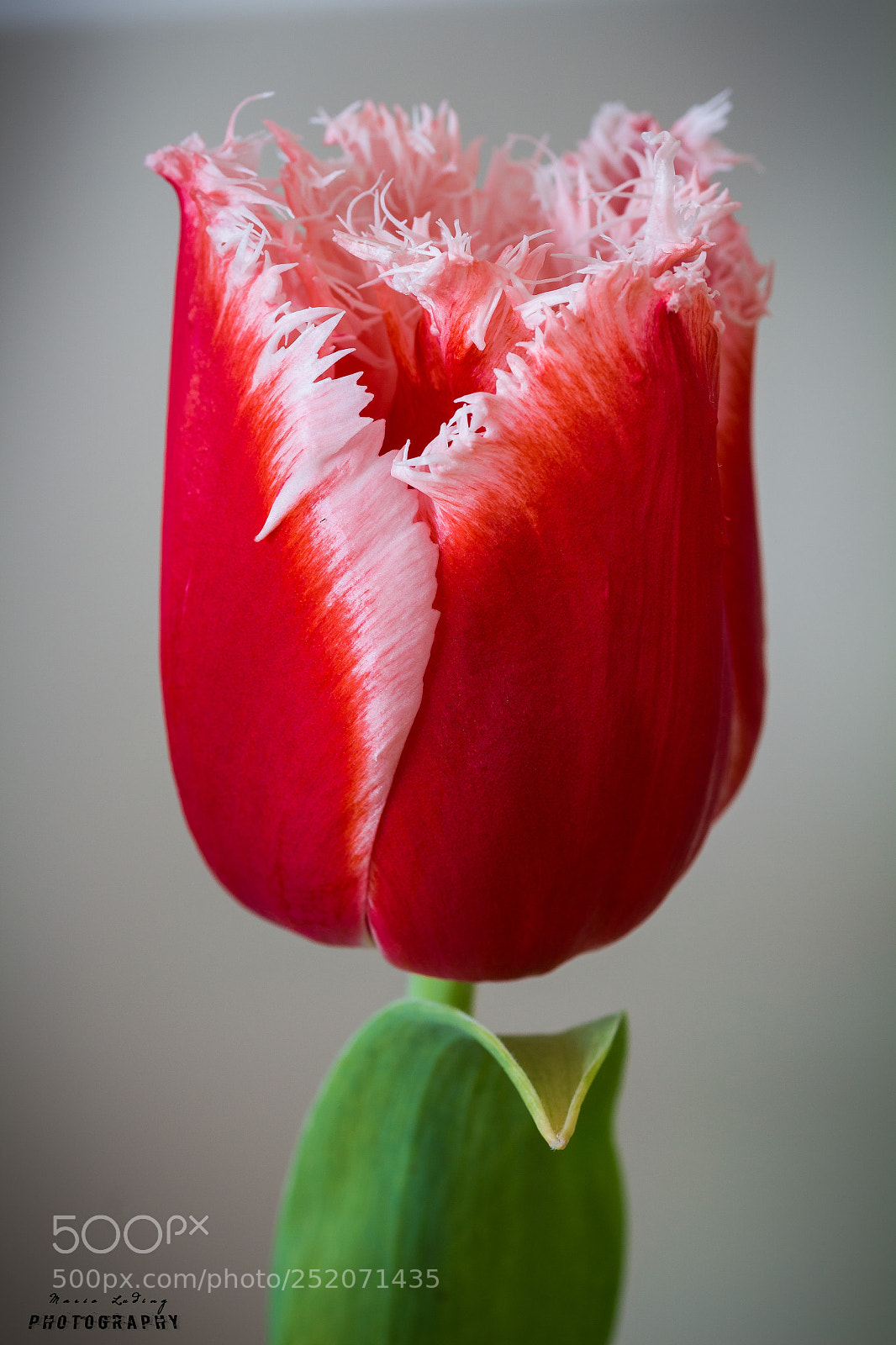 Canon EOS 700D (EOS Rebel T5i / EOS Kiss X7i) sample photo. Tulpe photography