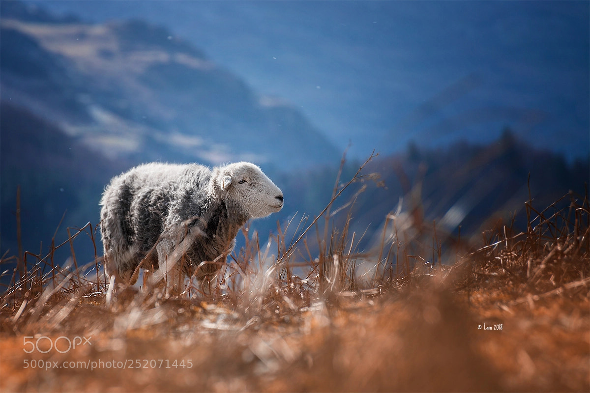 Canon EOS 5D Mark II sample photo. Herdwick sheep photography