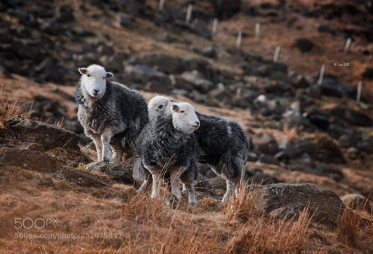 Canon EOS 5D Mark II sample photo. Herdwick sheep photography