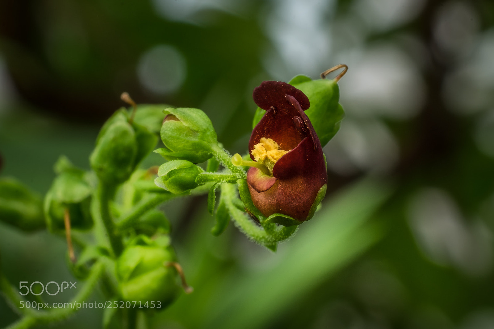 Fujifilm X-T1 sample photo. Scrophularia smithii photography