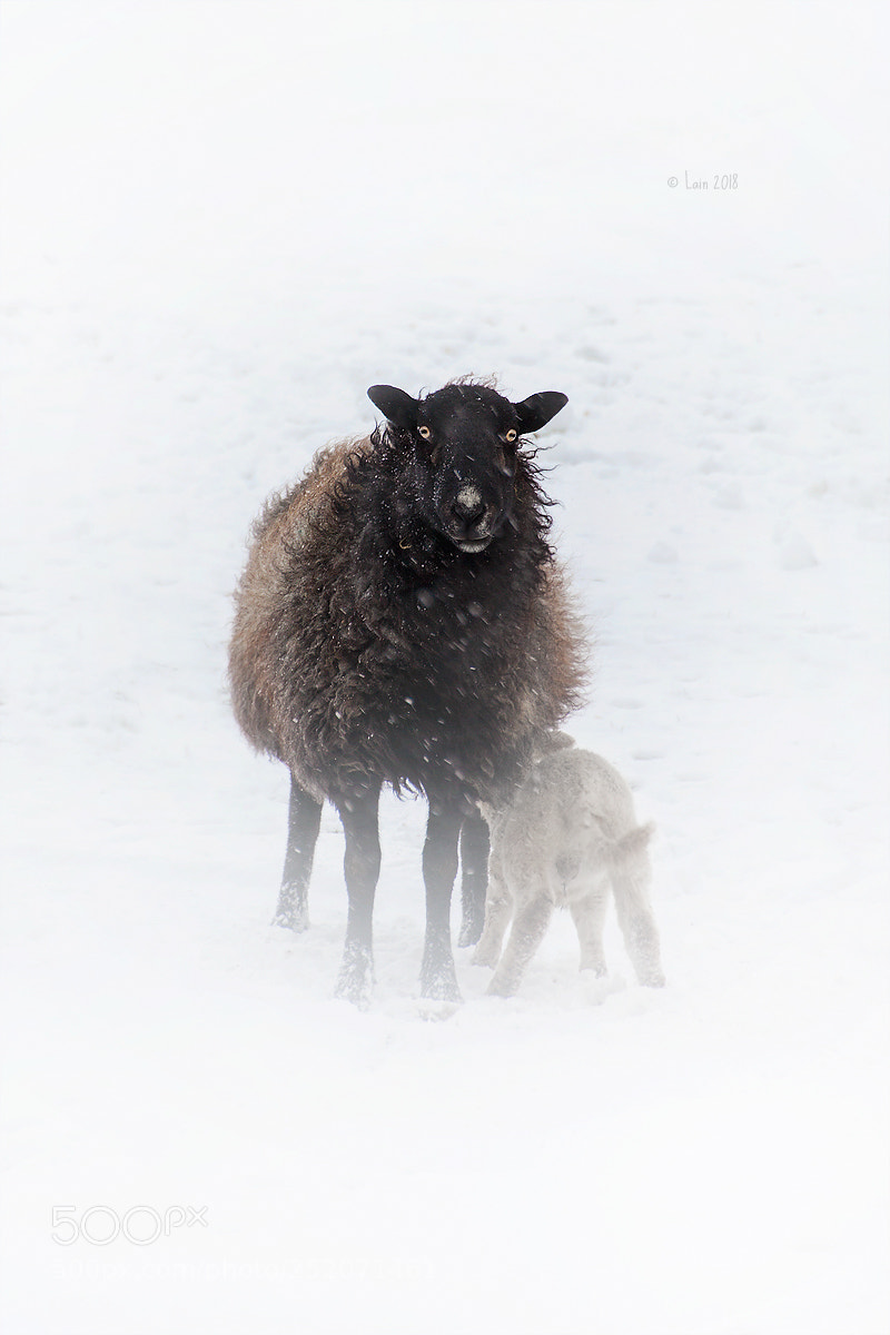 Canon EOS 5D Mark II sample photo. Schafe im schnee photography