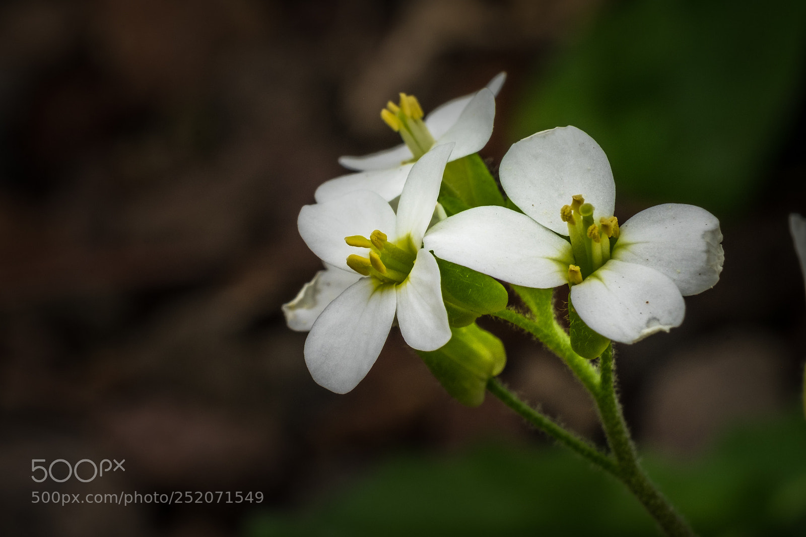 Fujifilm X-T1 sample photo. Kanaren silberkraut (lobularia canariensis) photography