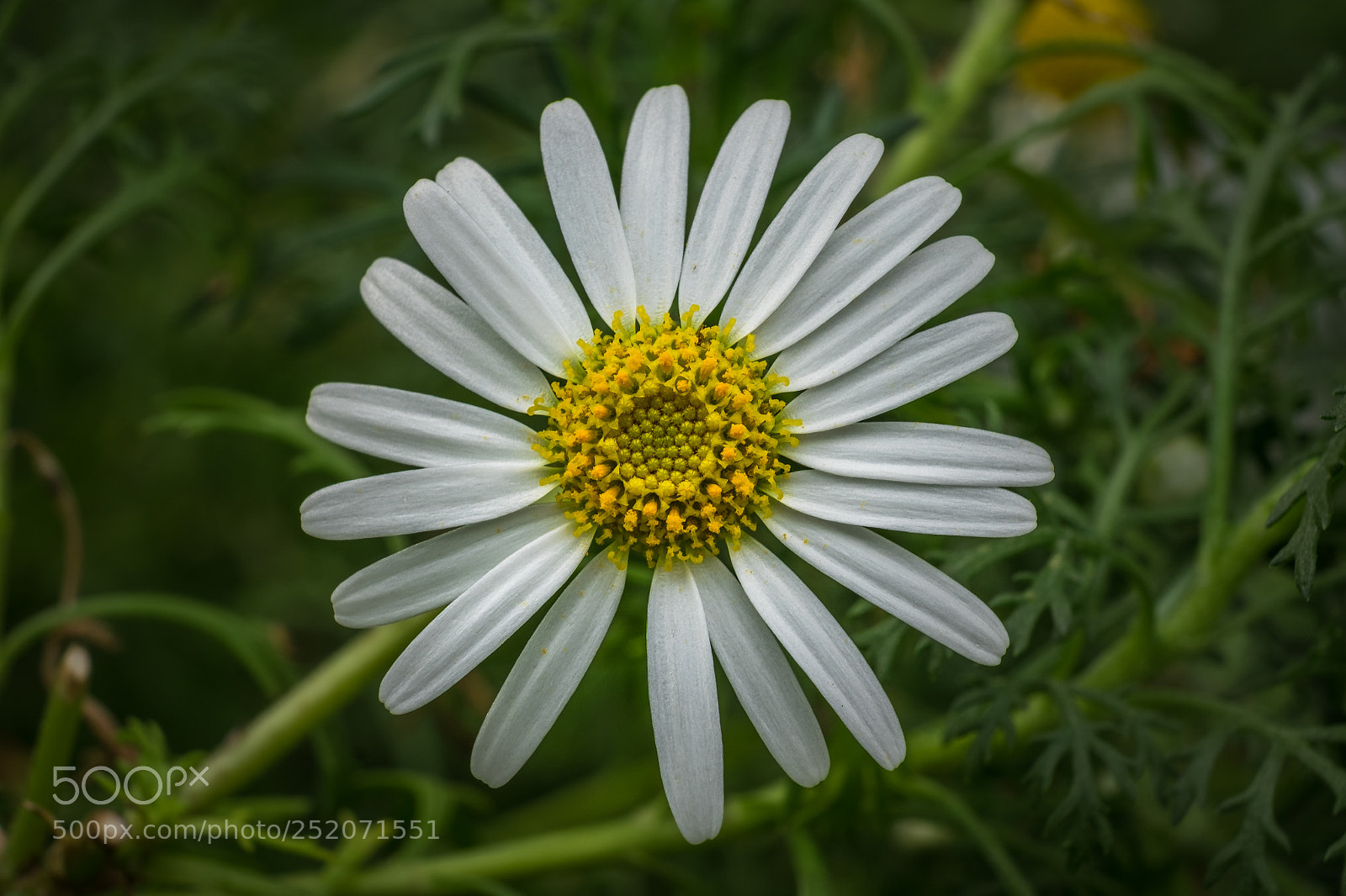 Fujifilm X-T1 sample photo. Argyranthemum adauctum photography