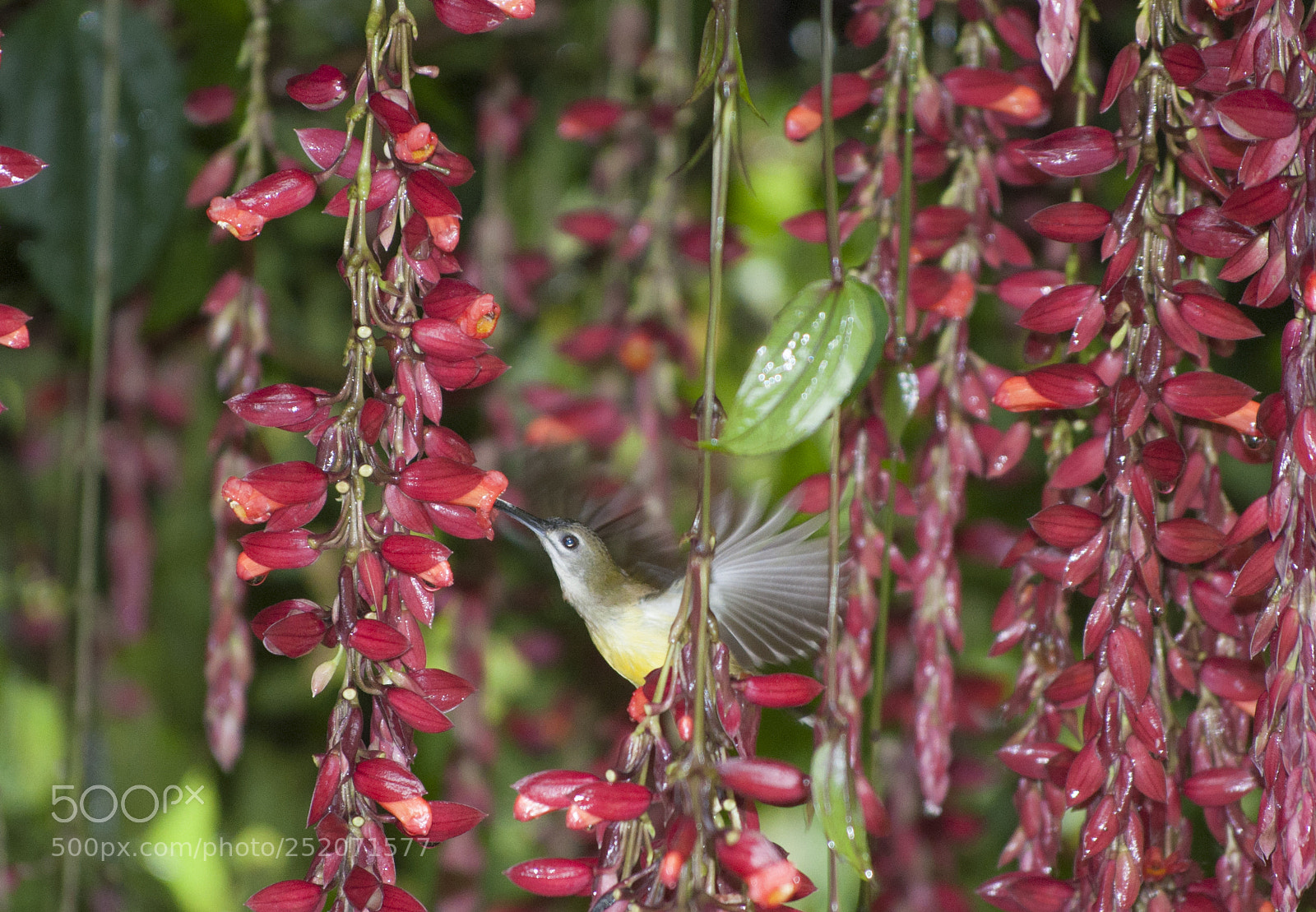 Nikon D90 sample photo. Hummingbird photography