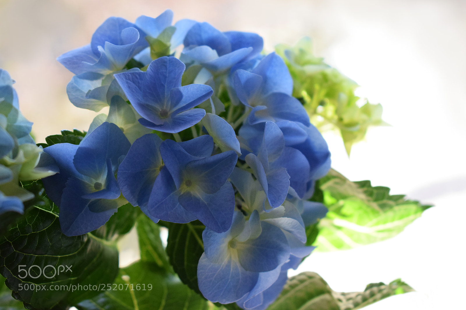 Nikon D5300 sample photo. Blue hortensia photography