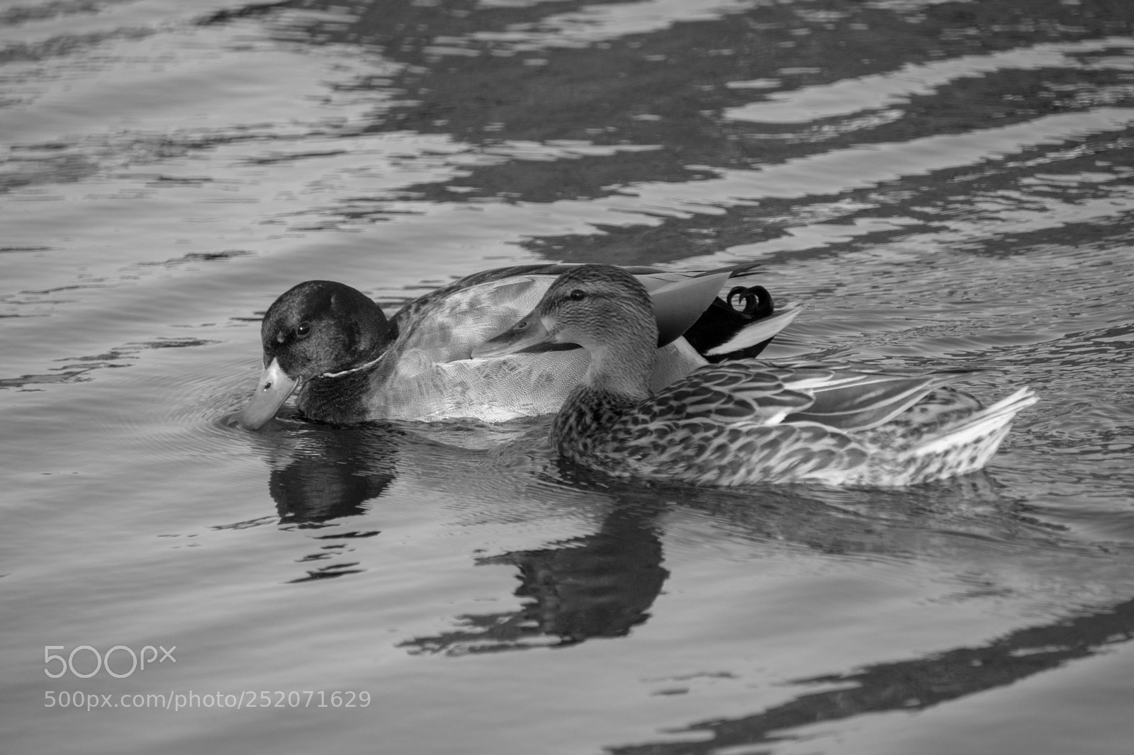 Sony a6000 sample photo. Ducks in the pond photography
