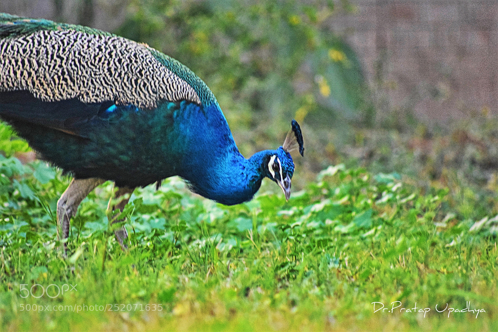 Nikon D5300 sample photo. The king photography