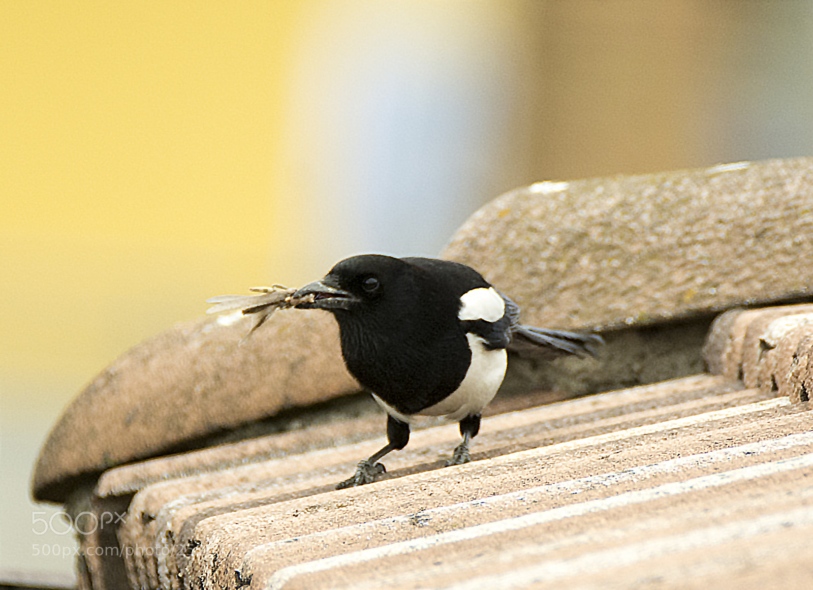 Nikon D7100 sample photo. Magpie eating a locust photography