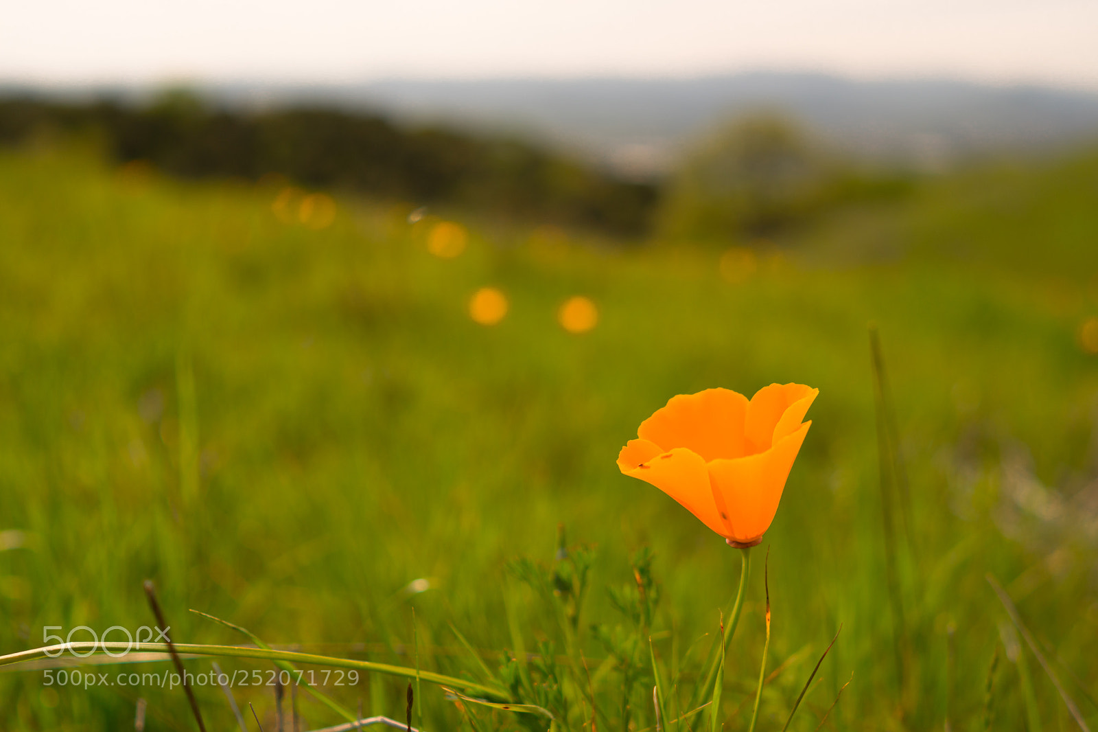 Sony a6300 sample photo. Poppy photography