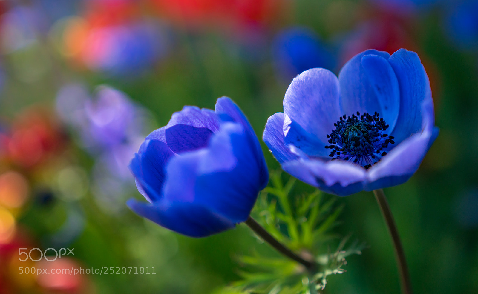 Sony a6300 sample photo. Blue anemones photography