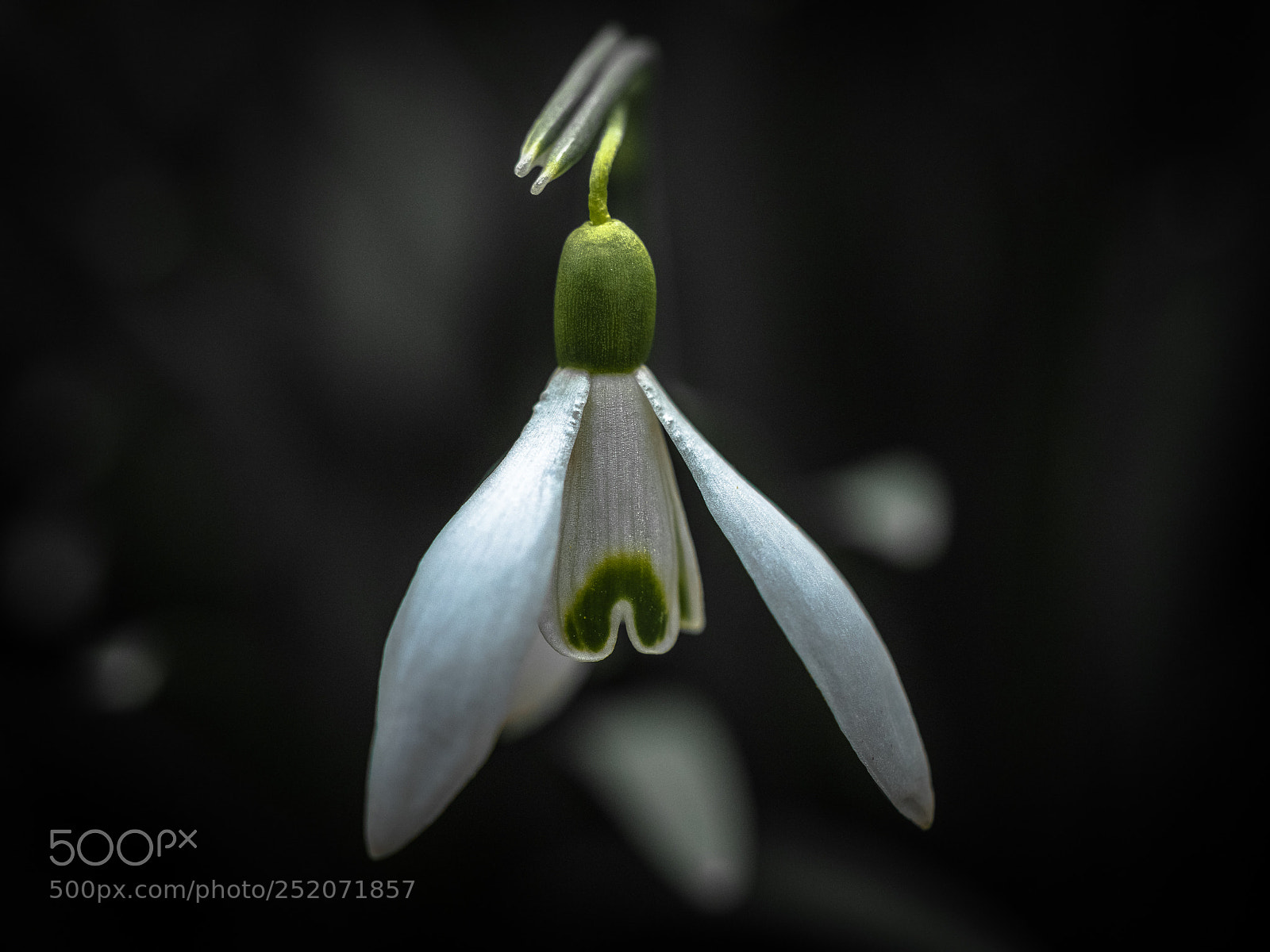 Panasonic Lumix DMC-GX8 sample photo. Snowdrops iv photography