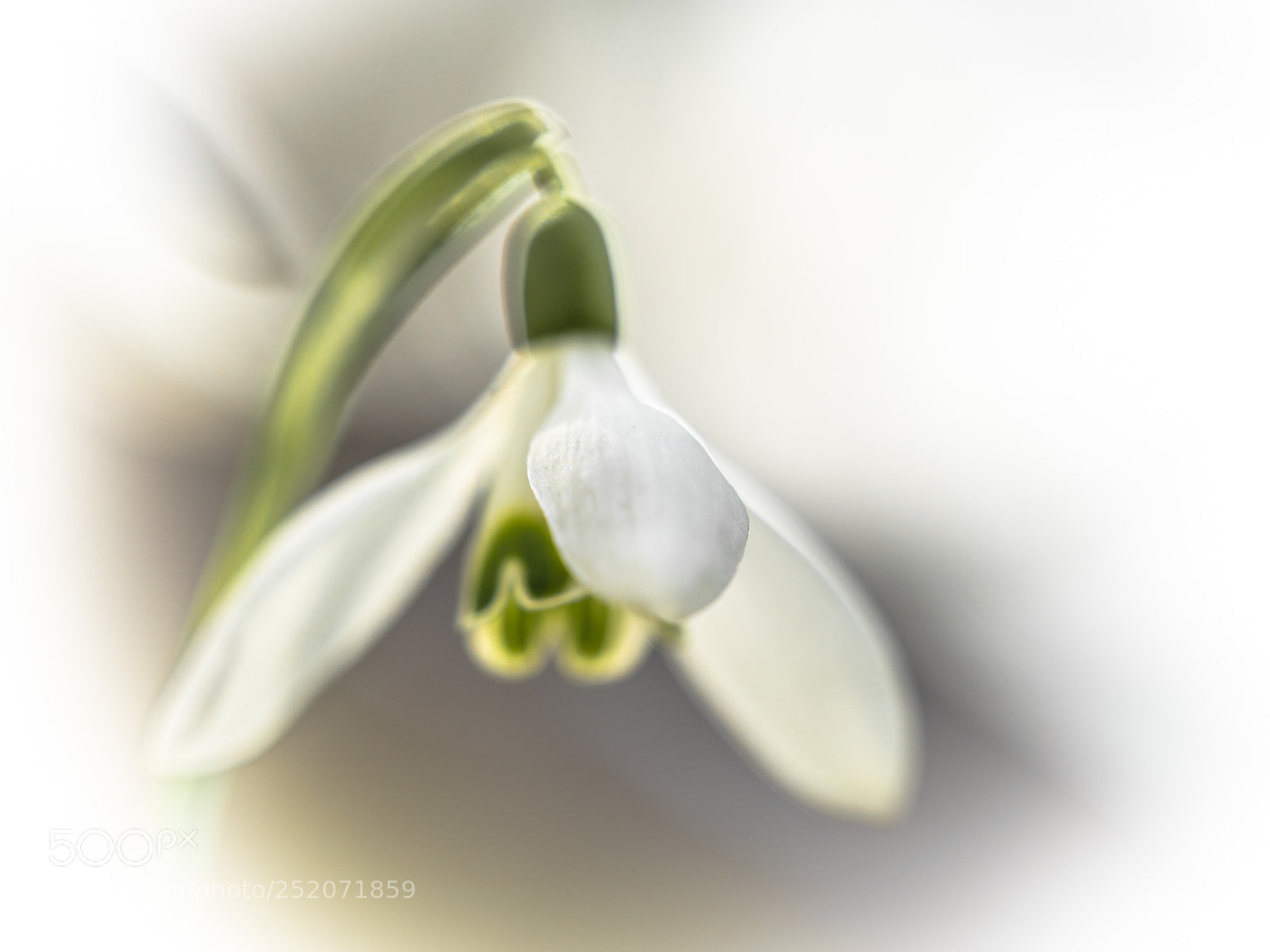 Panasonic Lumix DMC-GX8 sample photo. Snowdrops v photography