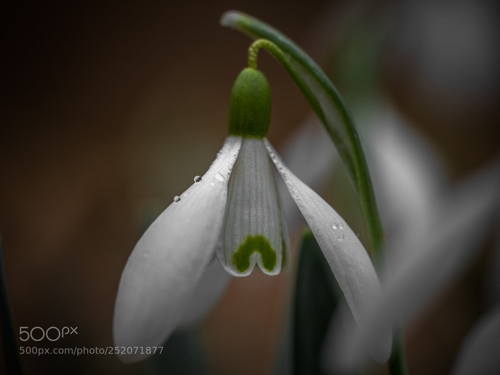 Panasonic Lumix DMC-GX8 sample photo. Snowdrops vii photography