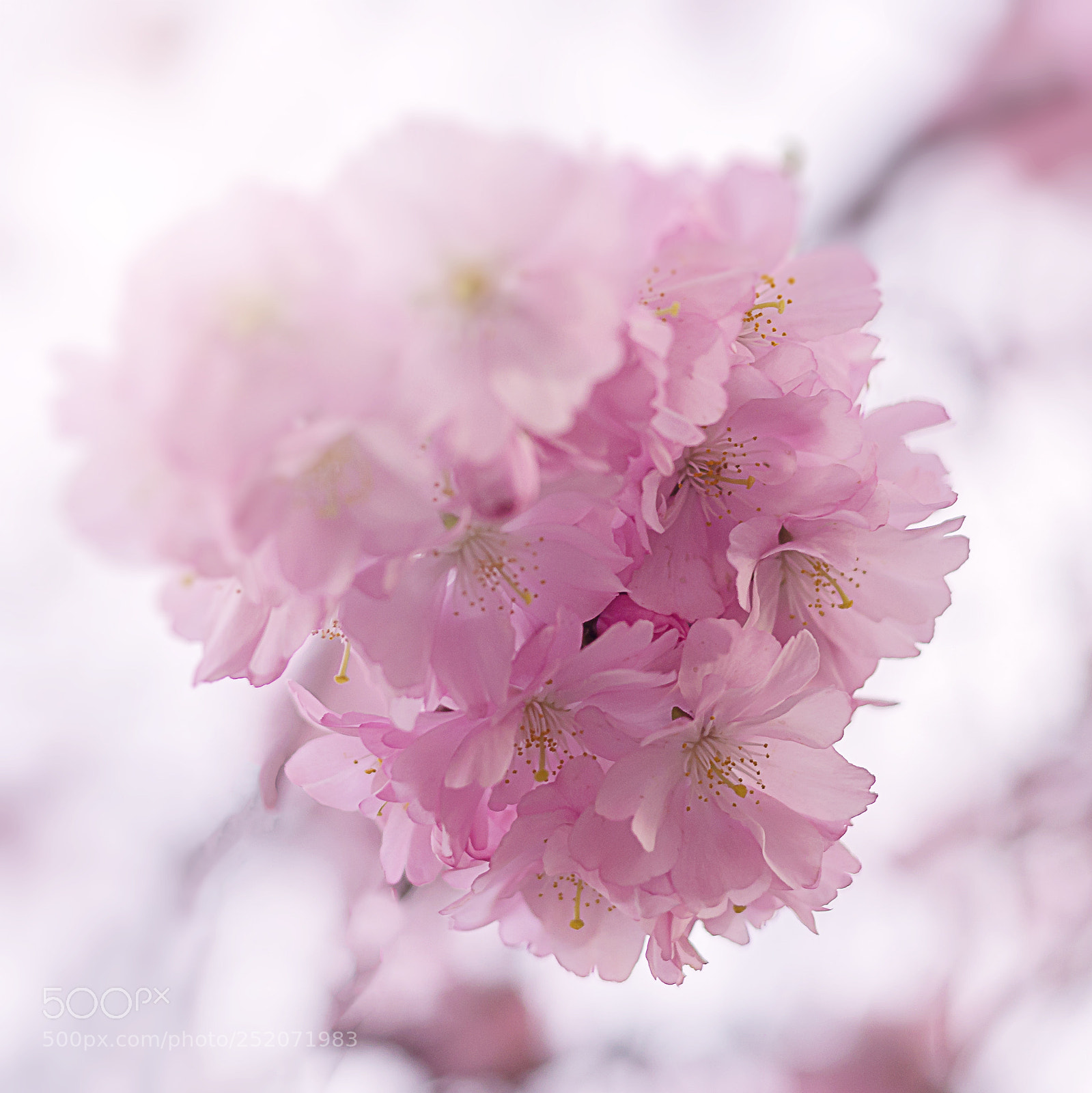 Nikon D610 sample photo. Sakura photography