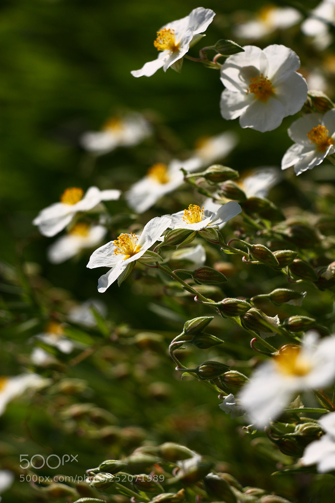 Canon EOS 450D (EOS Rebel XSi / EOS Kiss X2) sample photo. Helianthemum in bright day. photography