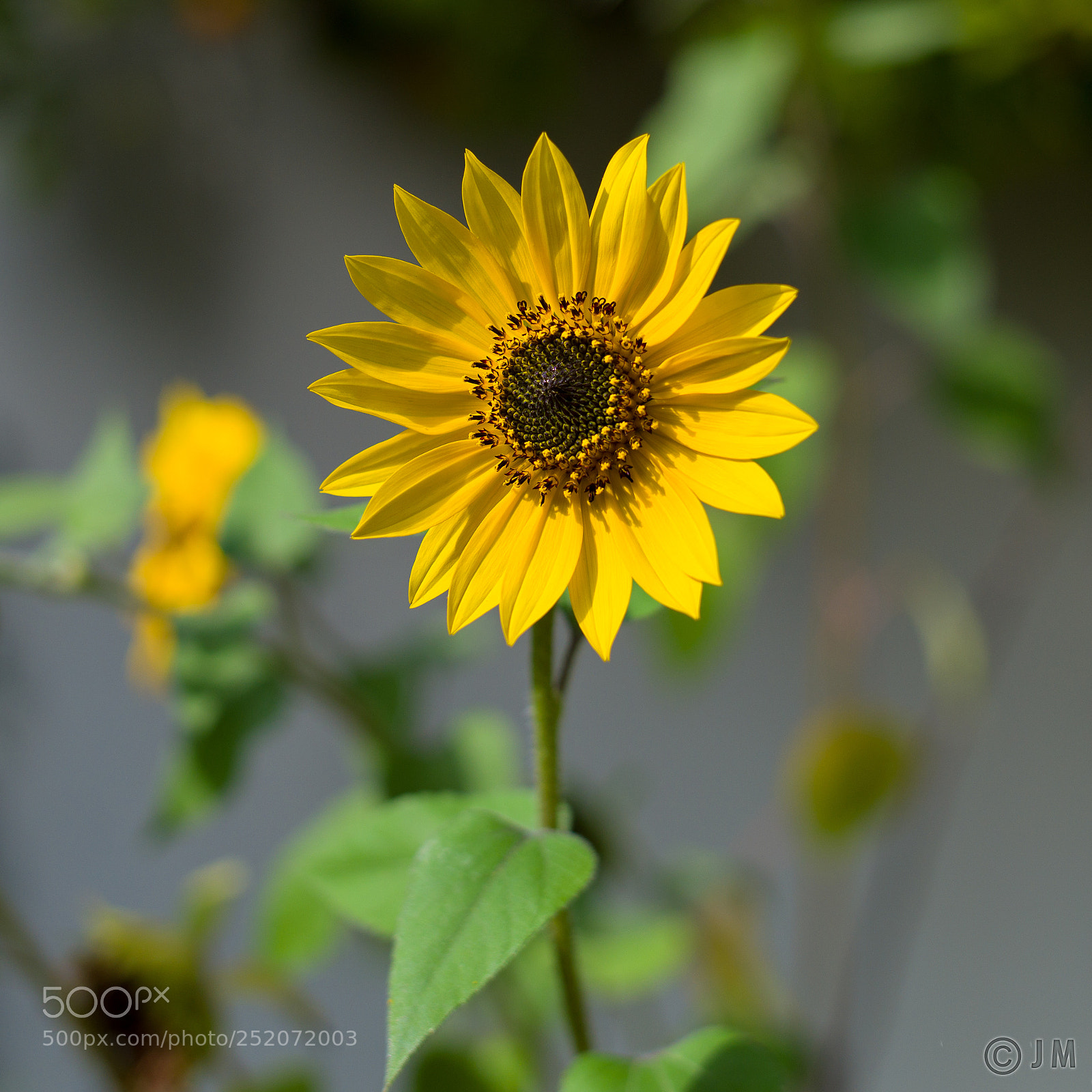 Leica M9 sample photo. Bright sunflower for a photography