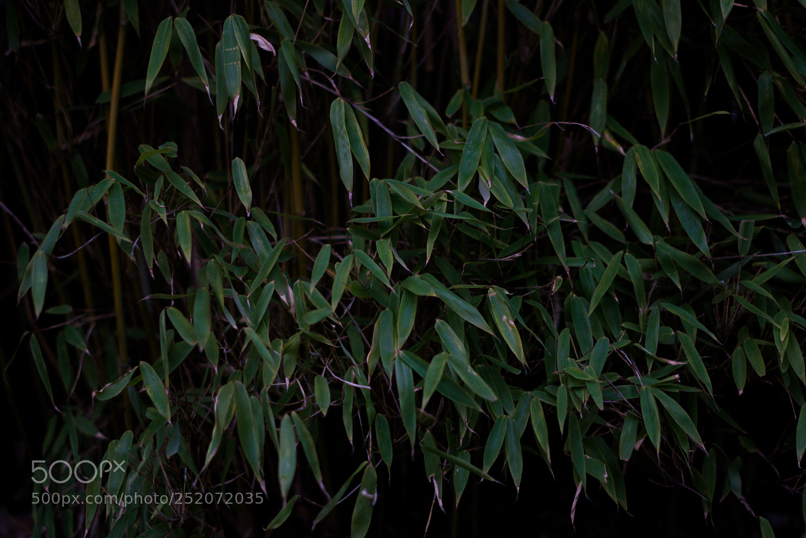 Sony a6000 sample photo. Bamboo photography