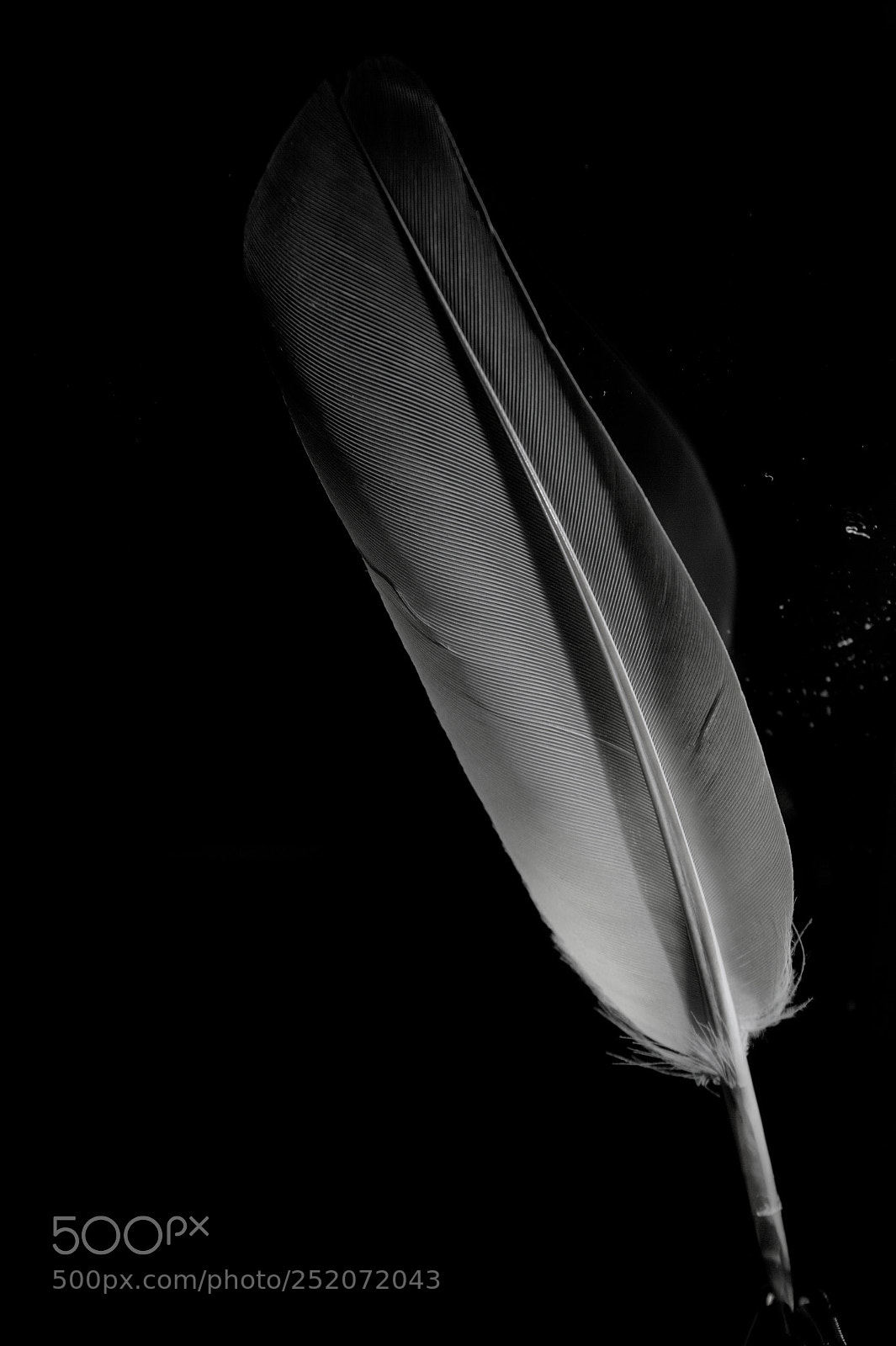 Canon EOS 60D sample photo. Feather in grey photography