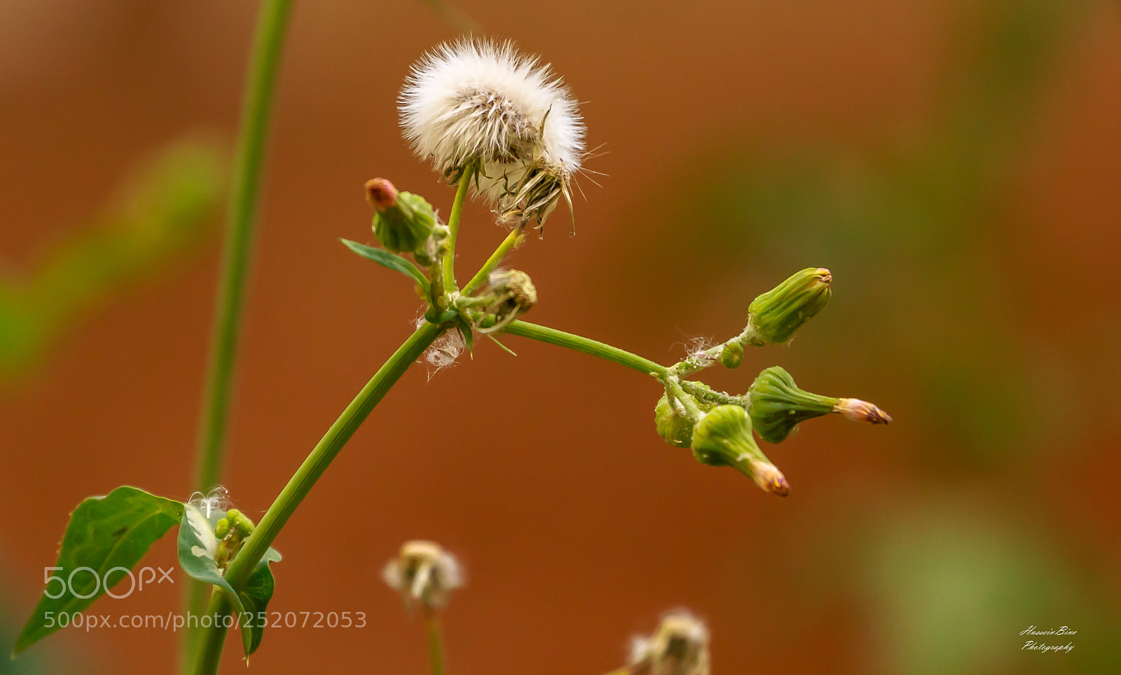 Canon EOS 70D sample photo. Wild spring flower. photography